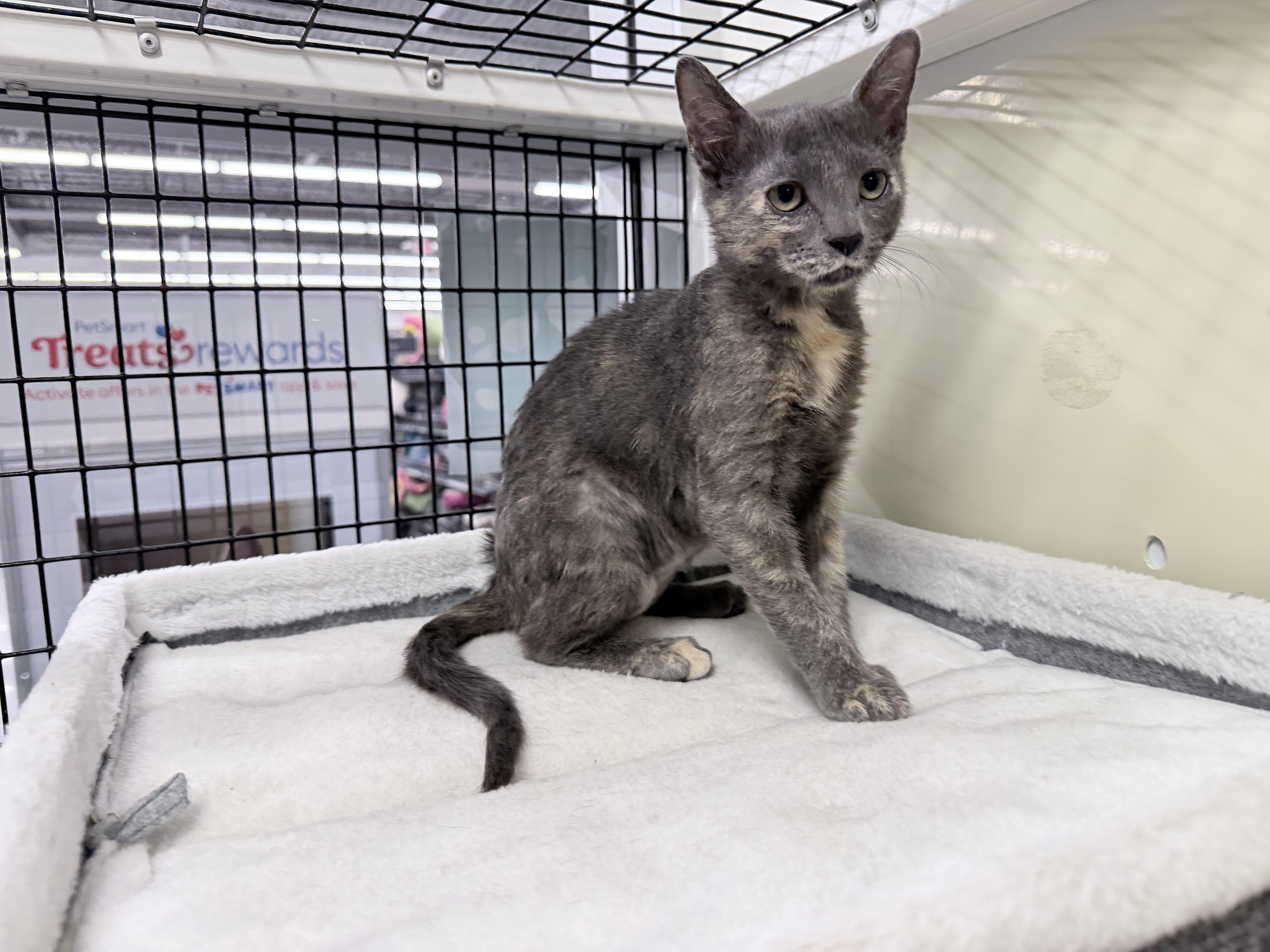 Enlarge Crystal - Riley Fuzzel Petsmart, an adopted Dilute Tortoiseshell in Spring, TX image 3/5