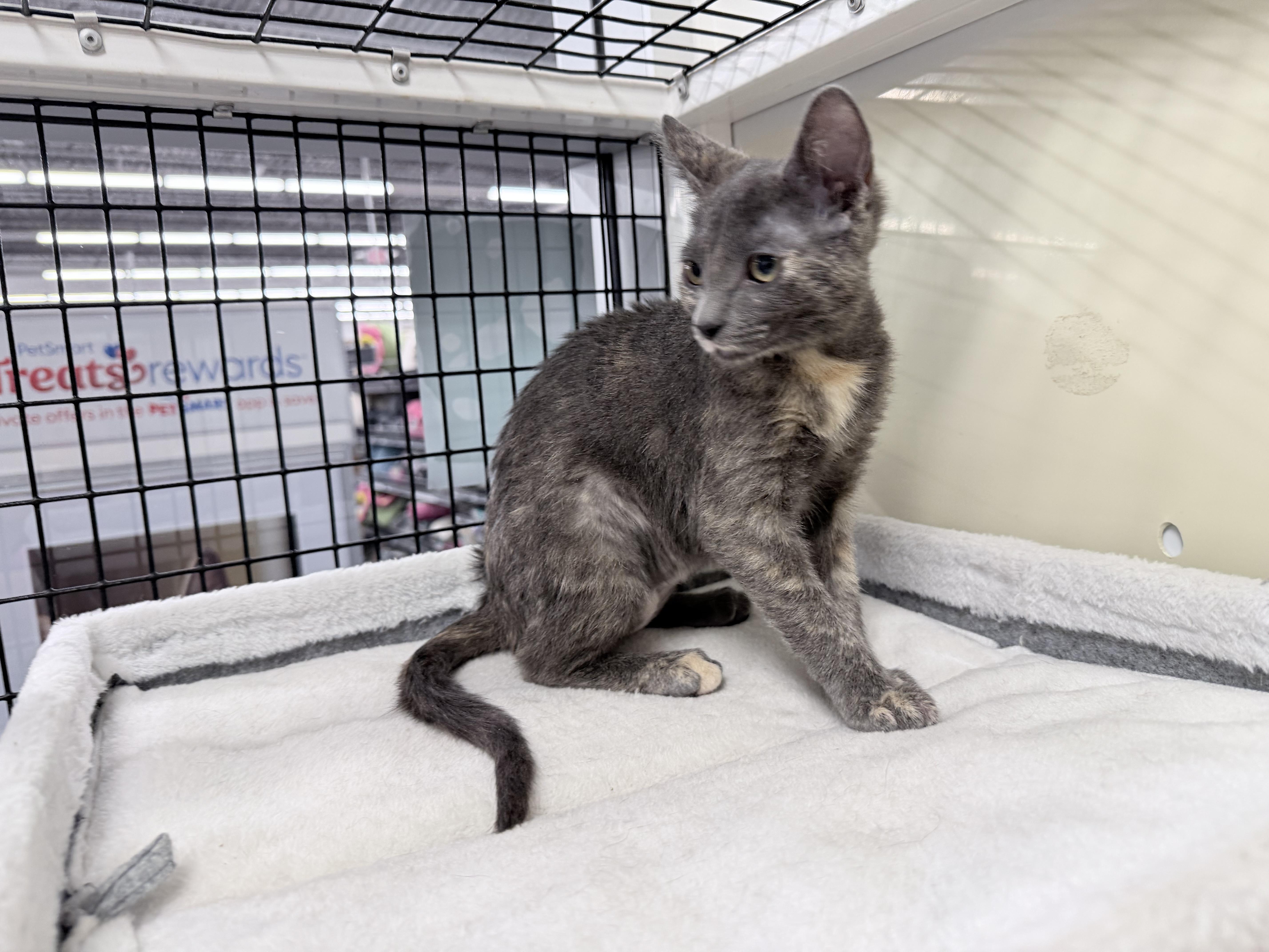 Enlarge Crystal - Riley Fuzzel Petsmart, an adopted Dilute Tortoiseshell in Spring, TX image 5/5