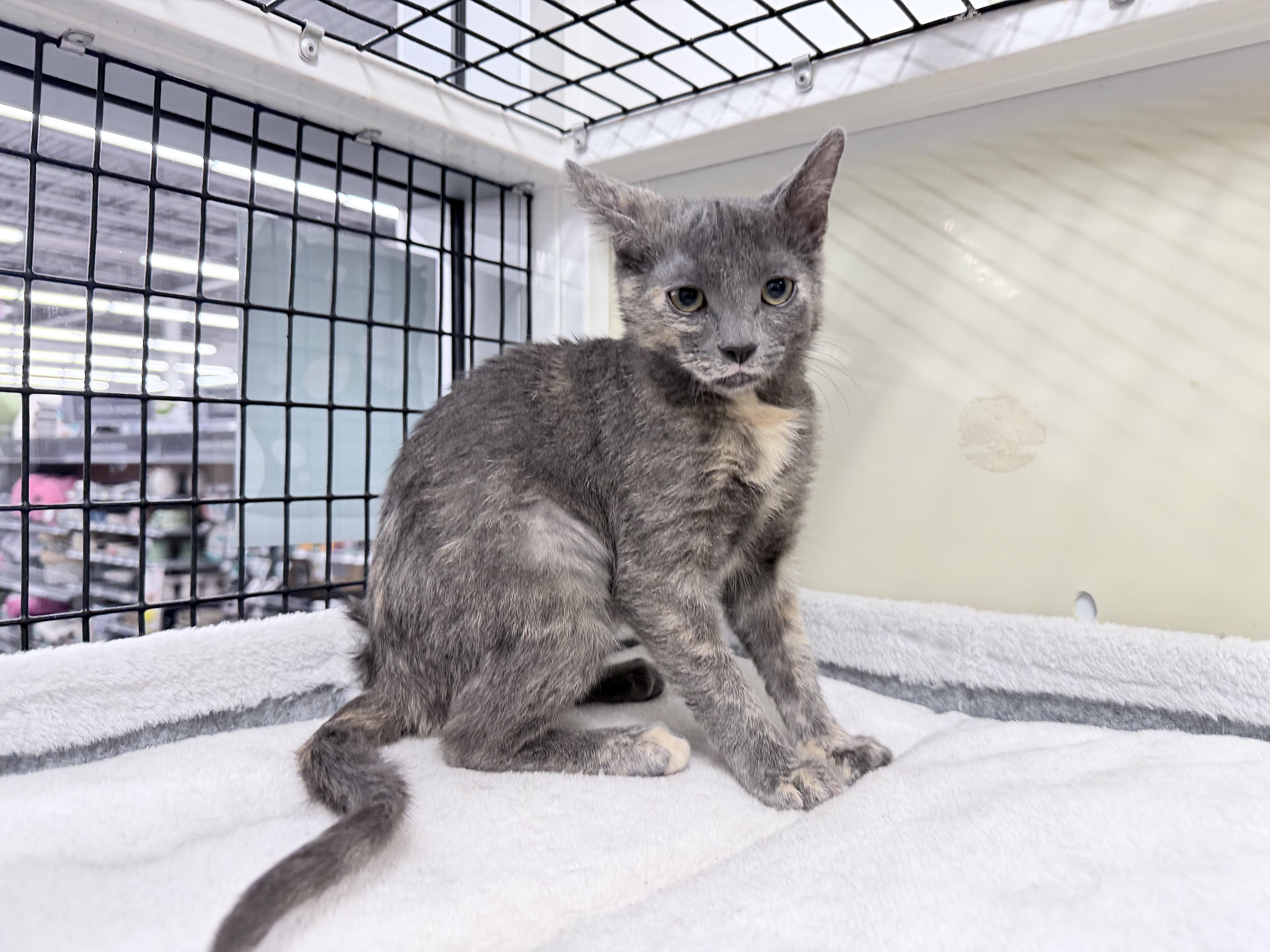 Enlarge Crystal - Riley Fuzzel Petsmart, an adopted Dilute Tortoiseshell in Spring, TX image 4/5