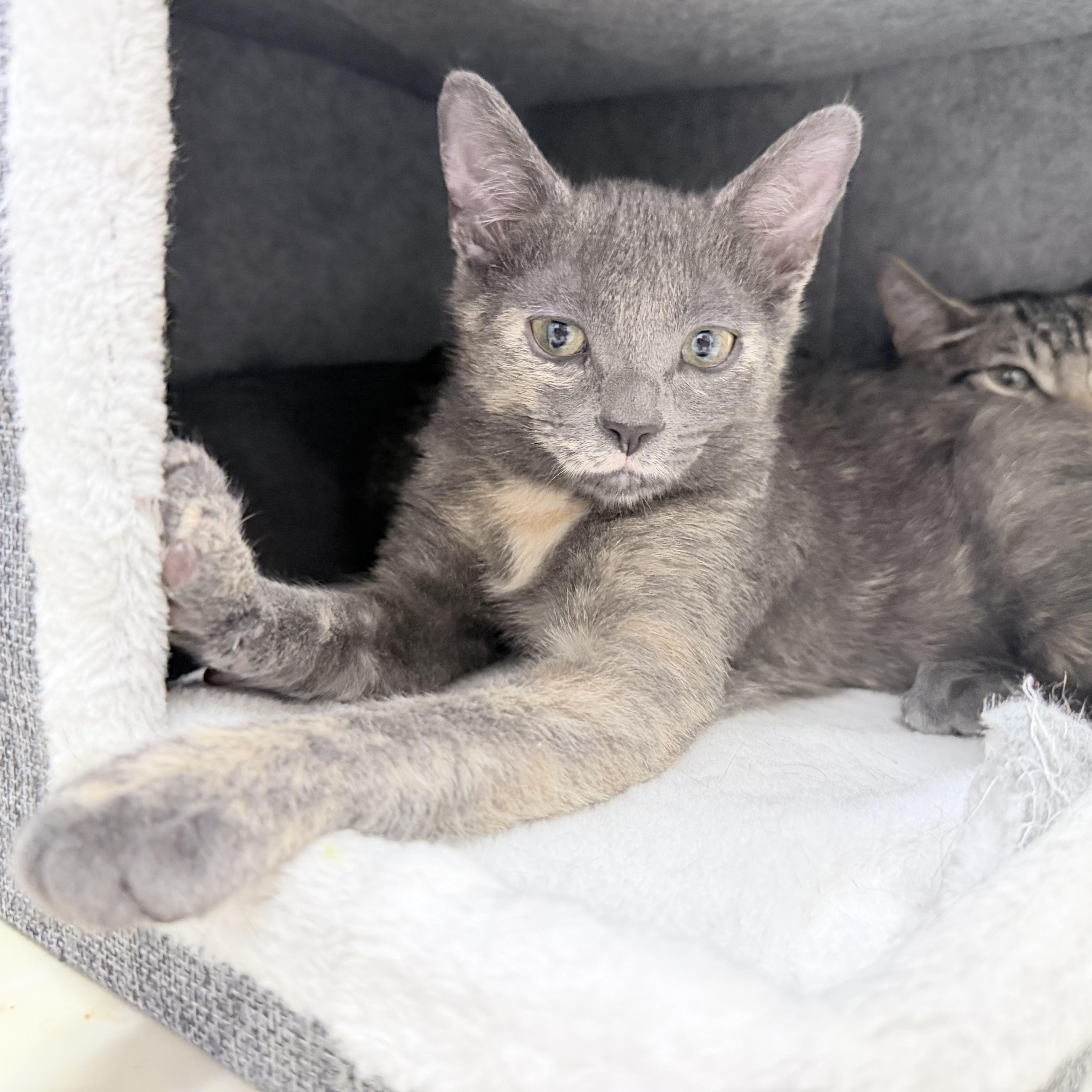 Enlarge Crystal - Riley Fuzzel Petsmart, an adopted Dilute Tortoiseshell in Spring, TX image 1/5
