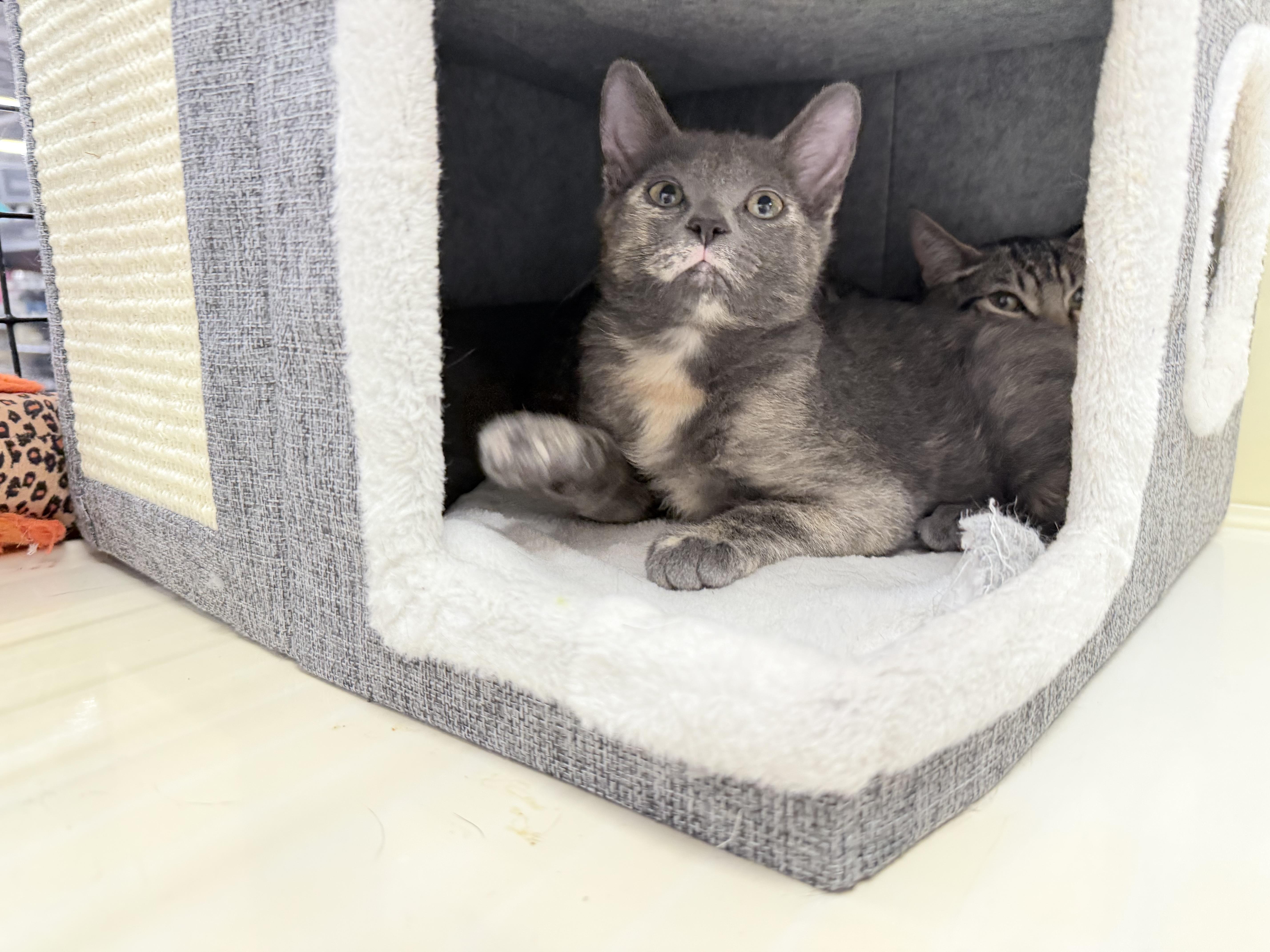 Enlarge Crystal - Riley Fuzzel Petsmart, an adopted Dilute Tortoiseshell in Spring, TX image 2/5