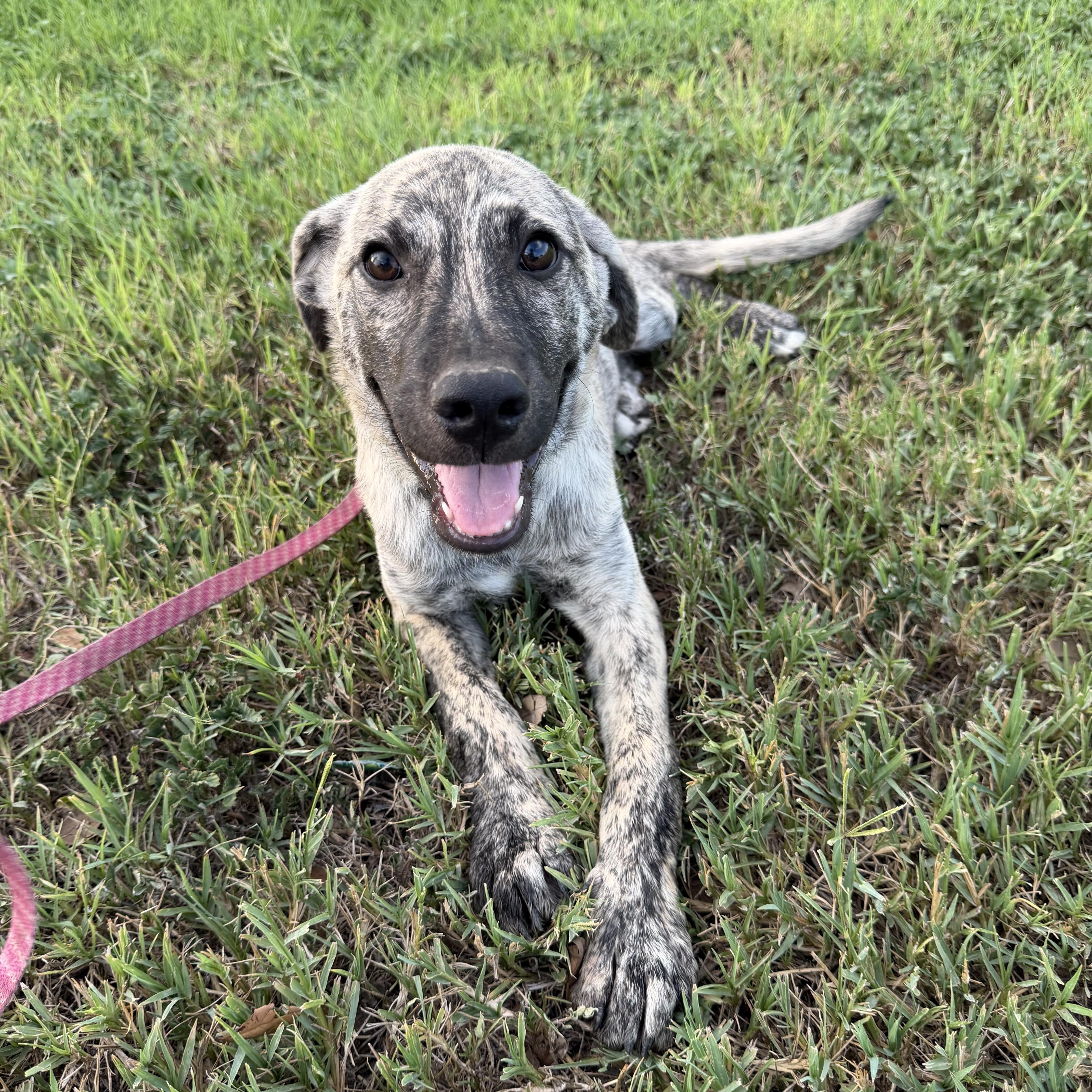 Enlarge Kodi, a Adoptable mixed breed in Minneapolis , MN image 4/4