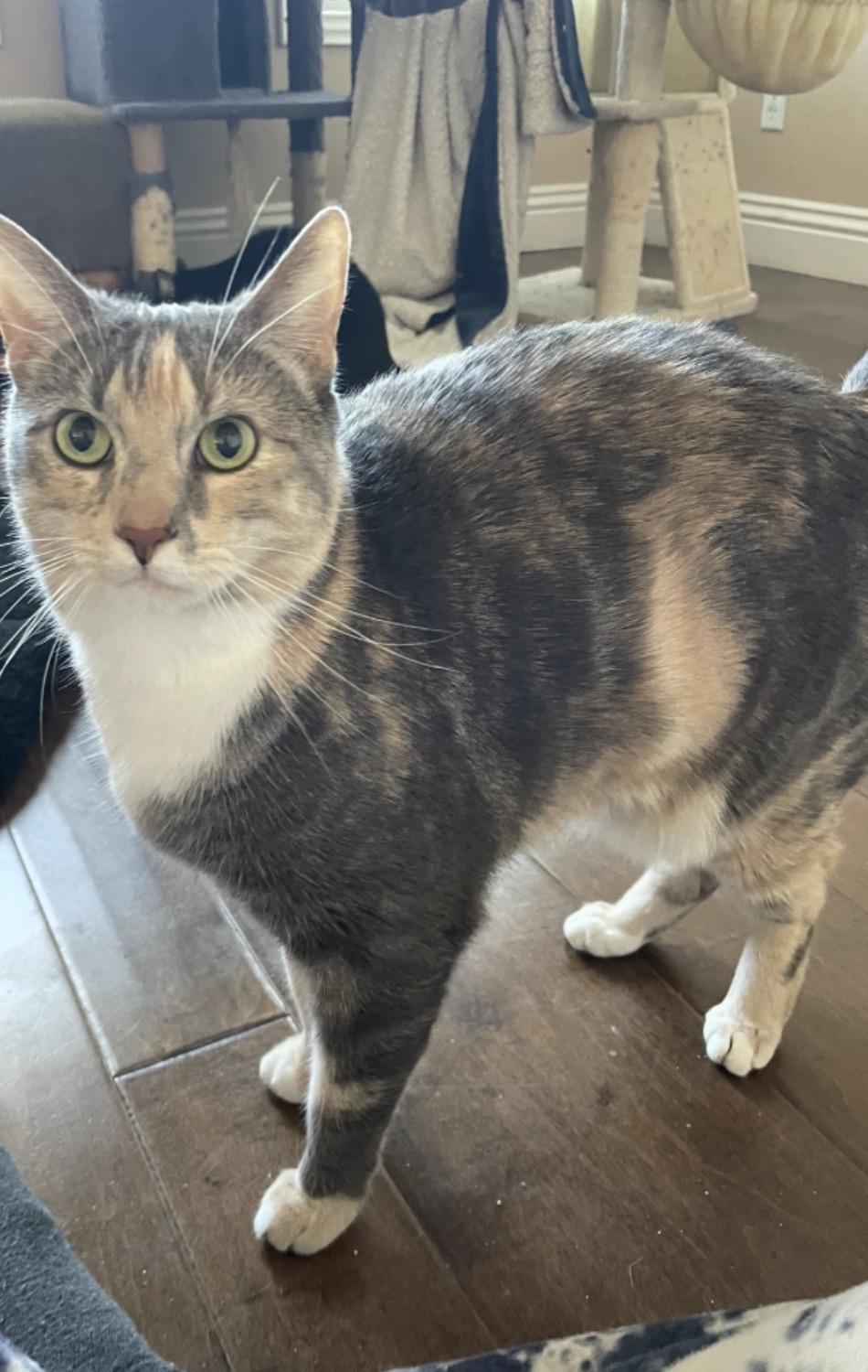 Enlarge Bailey, an adoptable Calico in Murrieta, CA image 1/4