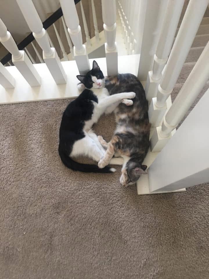 Enlarge Bailey, an adoptable Calico in Murrieta, CA image 3/4