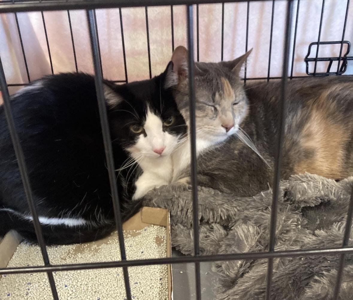 Bailey, an adoptable Calico in Murrieta, CA image 2/5