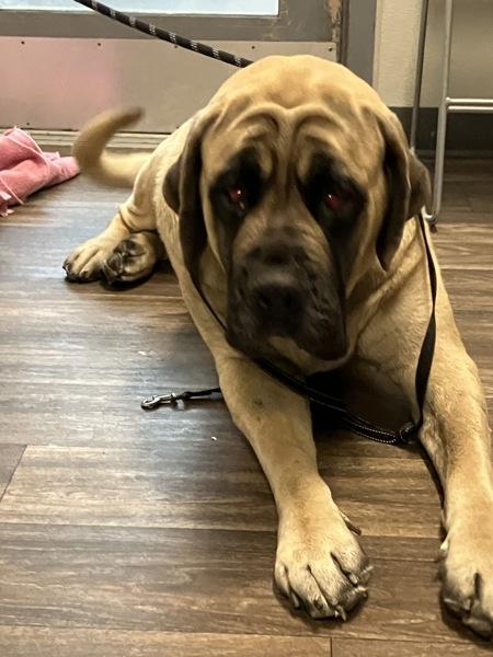 Skadi, Adoptable, Adult Female Mastiff.