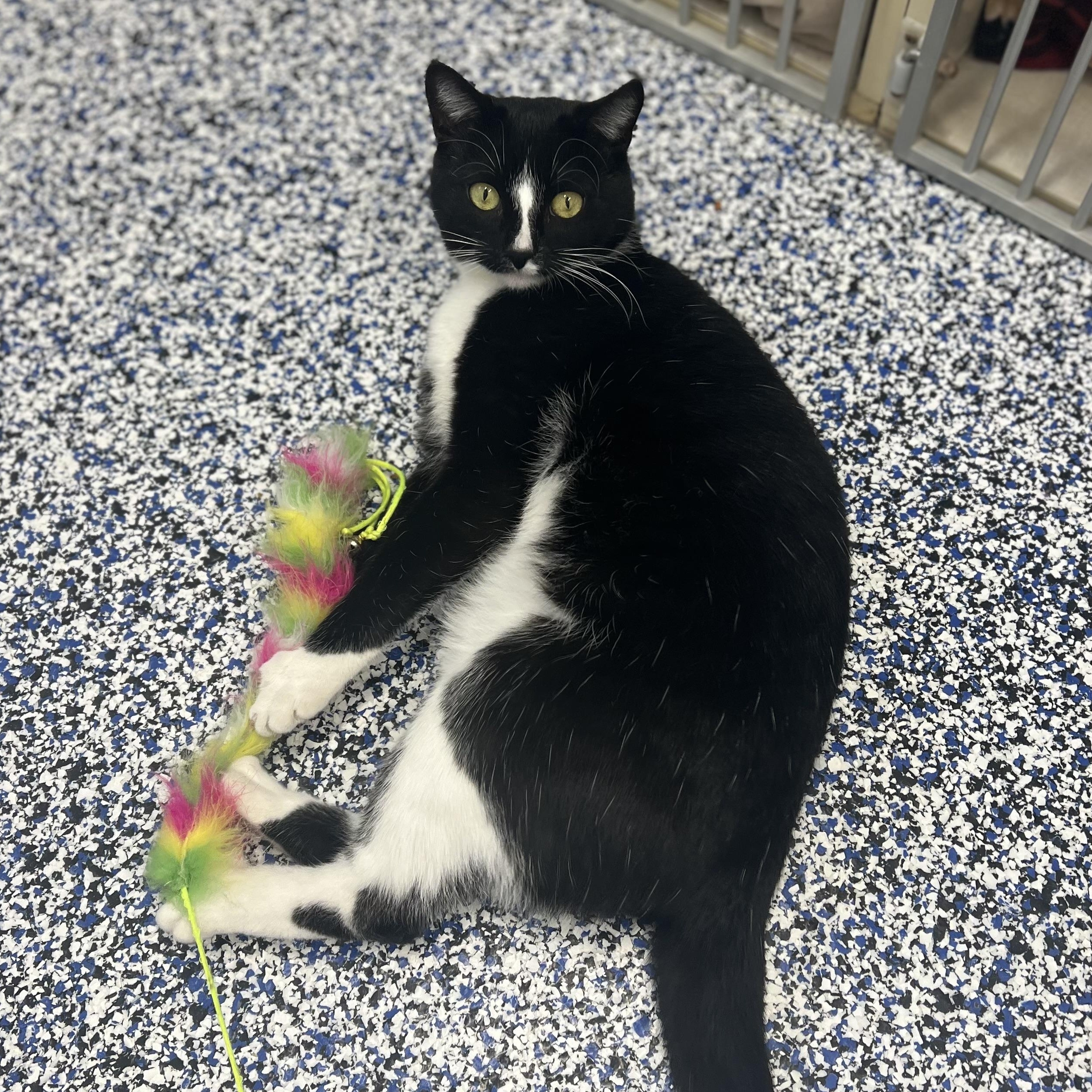 Scamp, an adoptable Domestic Short Hair in St Stephen, NB image 4/4