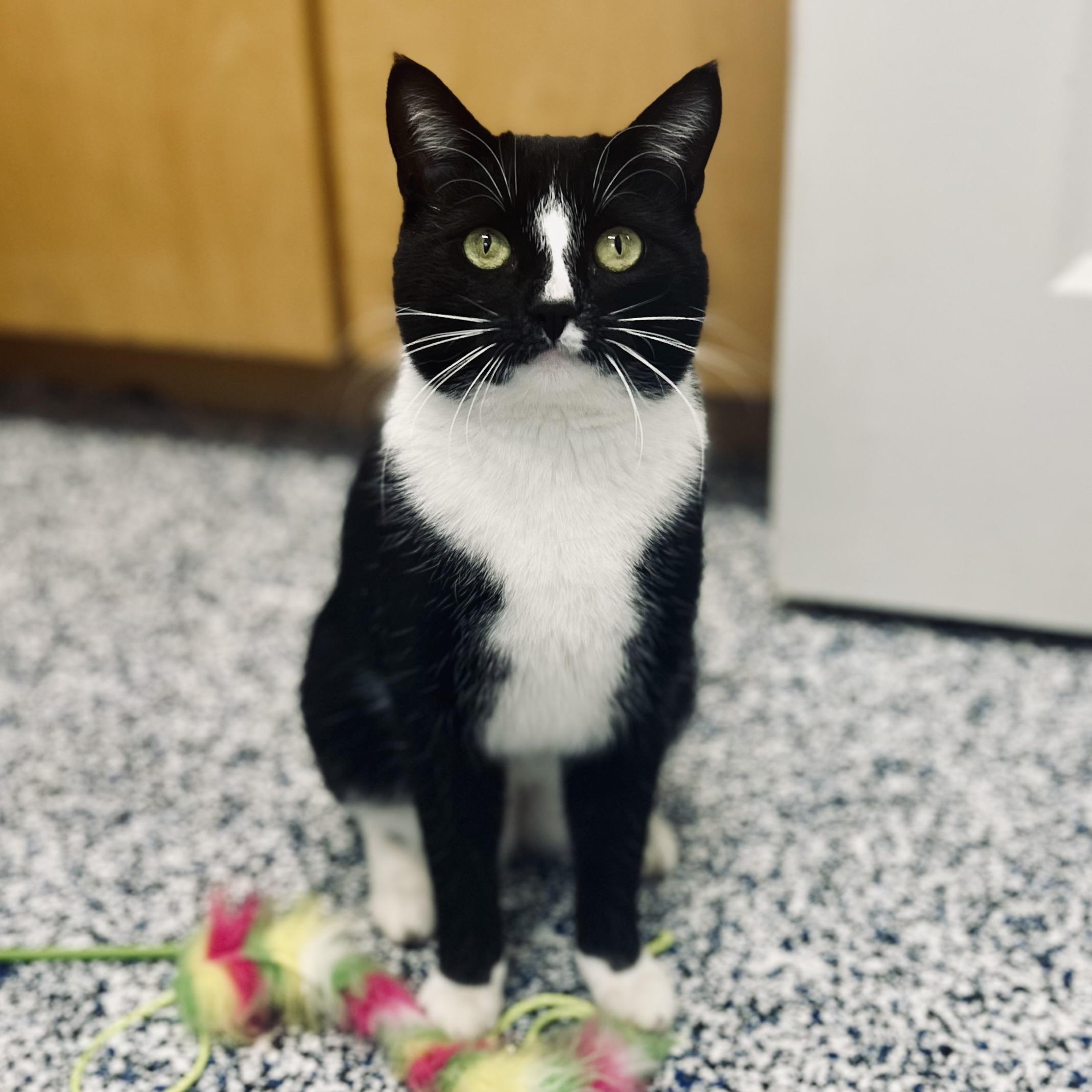 Scamp, an adoptable Domestic Short Hair in St Stephen, NB image 1/4