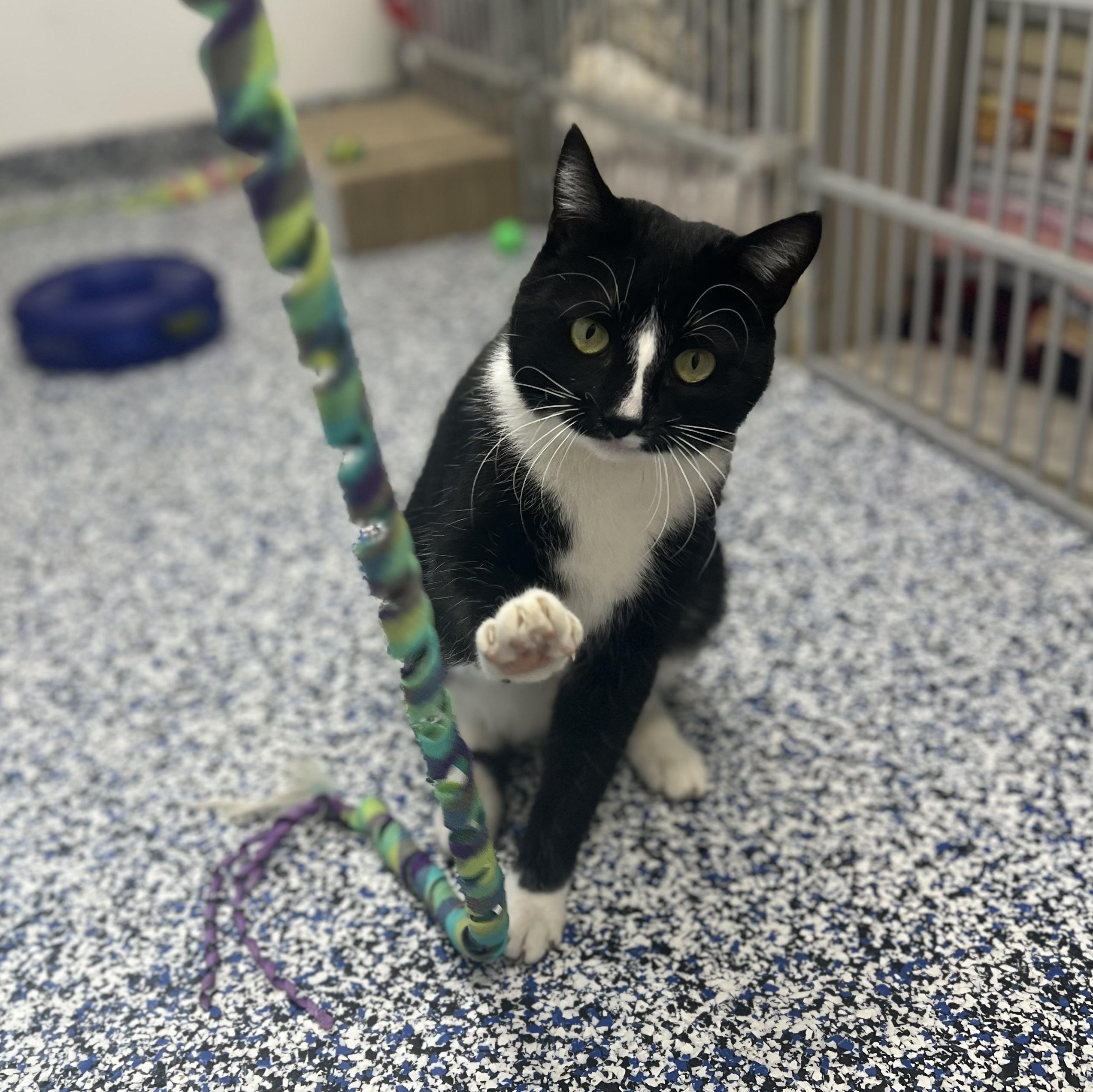 Scamp, an adoptable Domestic Short Hair in St Stephen, NB image 3/4