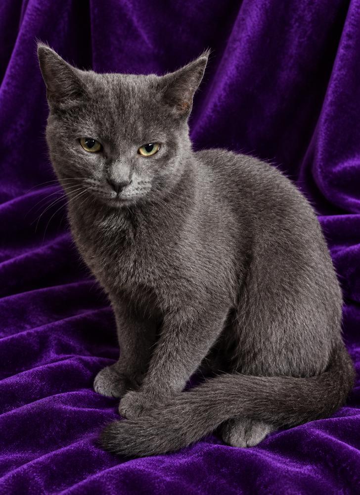 Enlarge Breeze, a Adoptable Domestic Short Hair in Lincoln Park, MI image 1/1