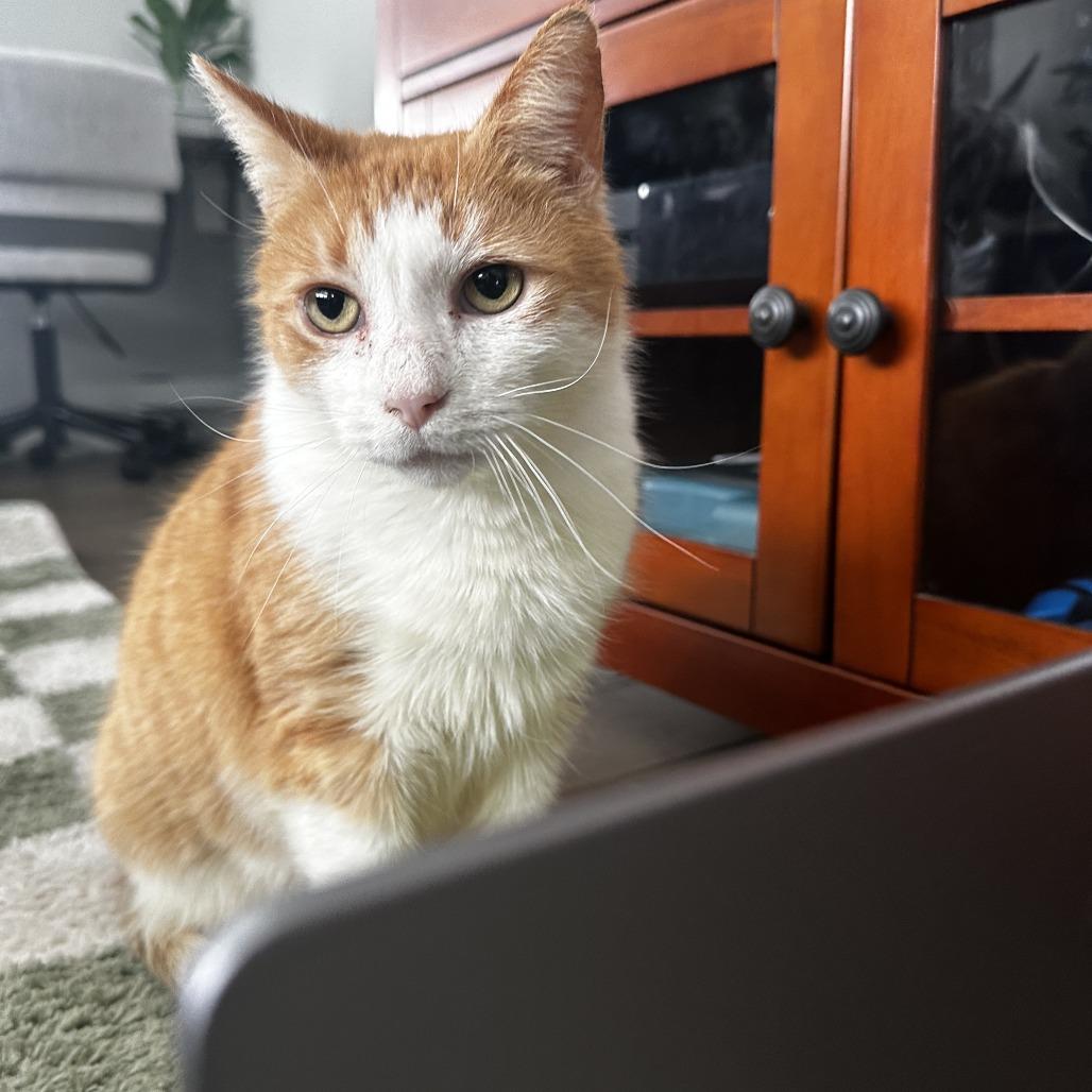 Bunny — thumbnail 2