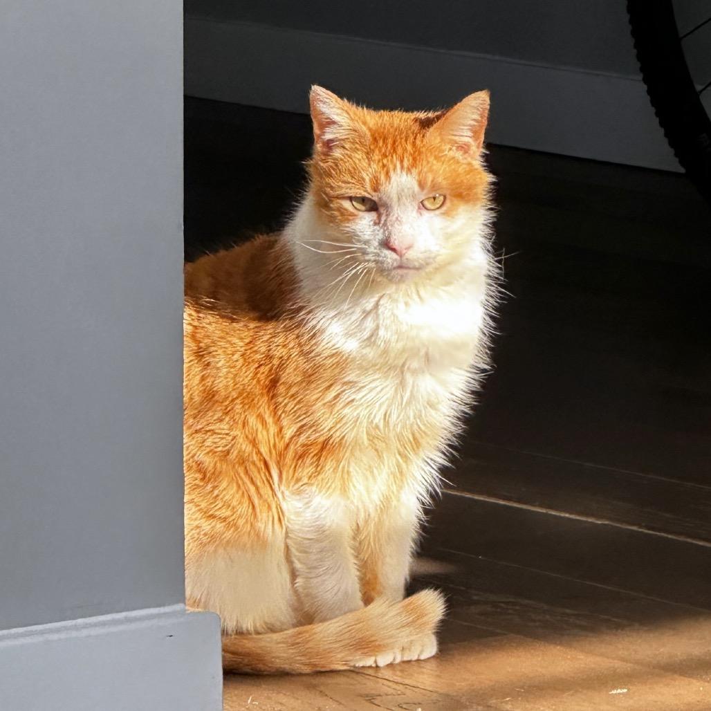 Bunny — thumbnail 3