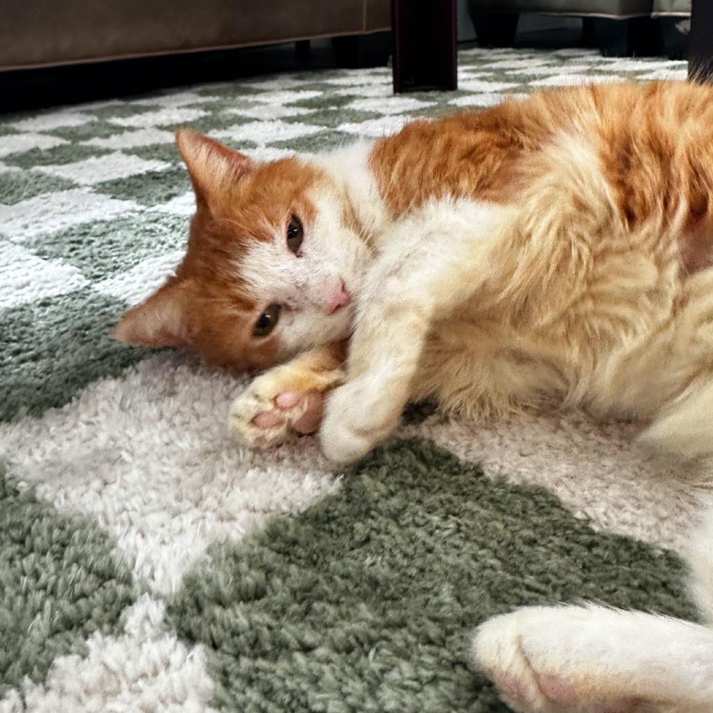 Bunny, Adoptable, Senior Male Domestic Short Hair.