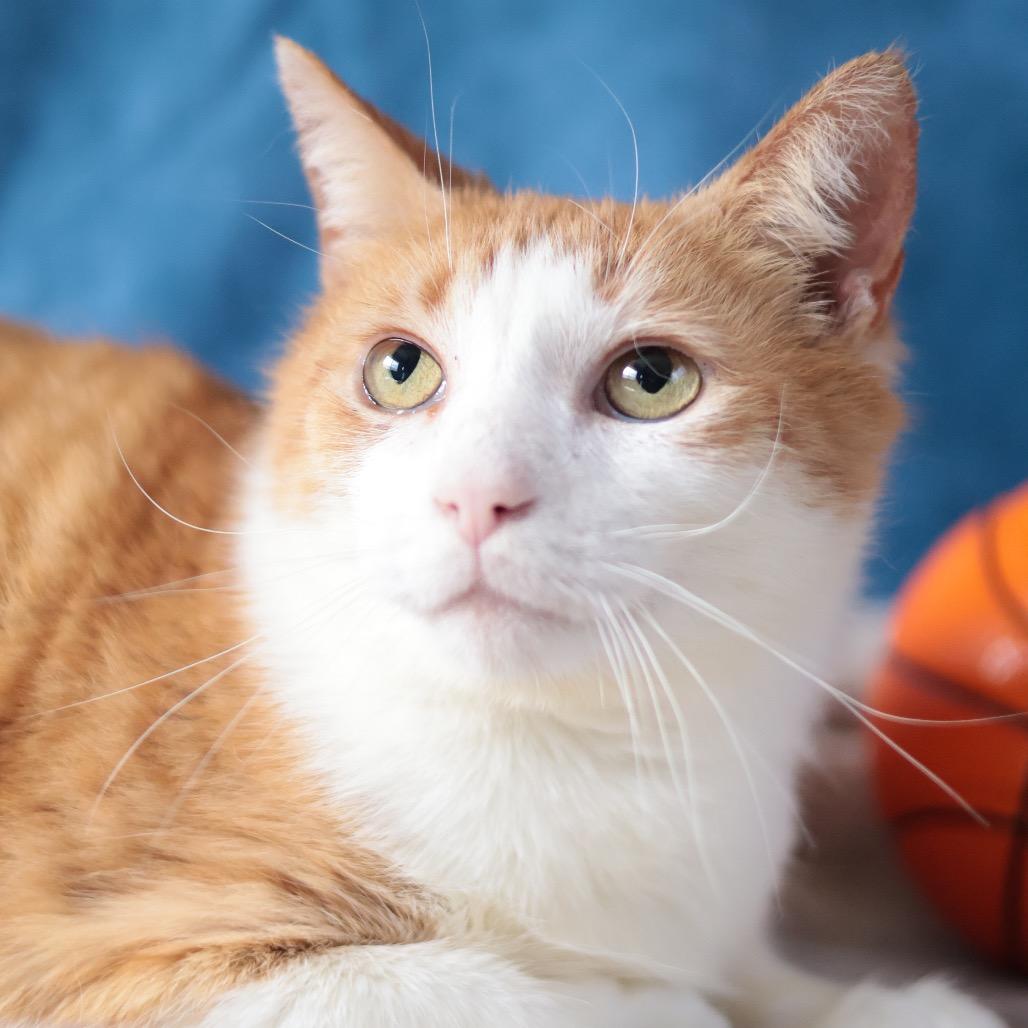 Enlarge Bunny, a Adoptable mixed breed in Philadelphia, PA image 2/6