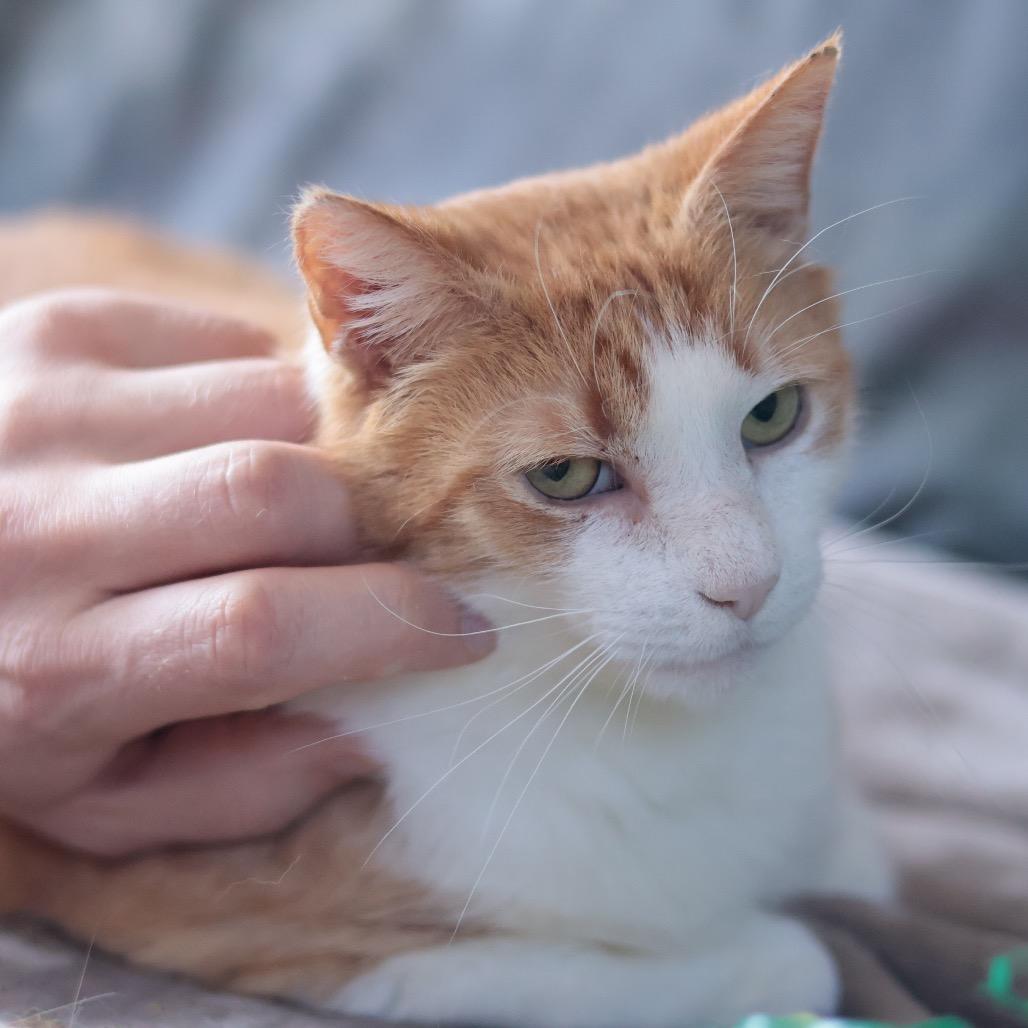 Enlarge Bunny, a Adoptable mixed breed in Philadelphia, PA image 3/6