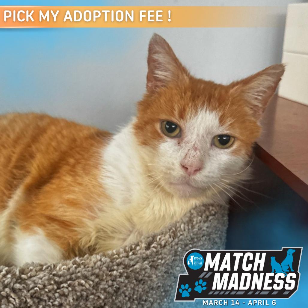 Bunny — thumbnail 4