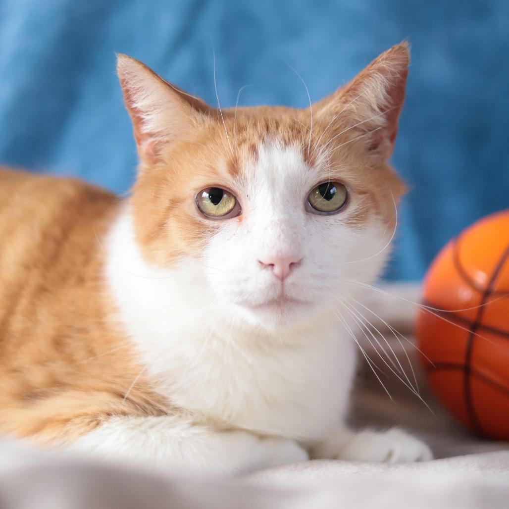 Enlarge Bunny, a Adoptable mixed breed in Philadelphia, PA image 4/6