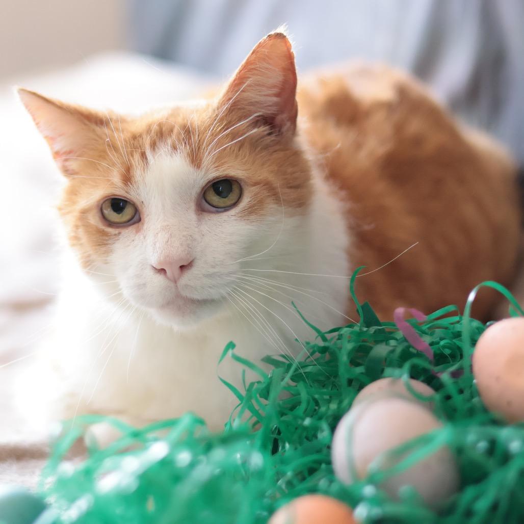 Enlarge Bunny, a Adoptable mixed breed in Philadelphia, PA image 5/6
