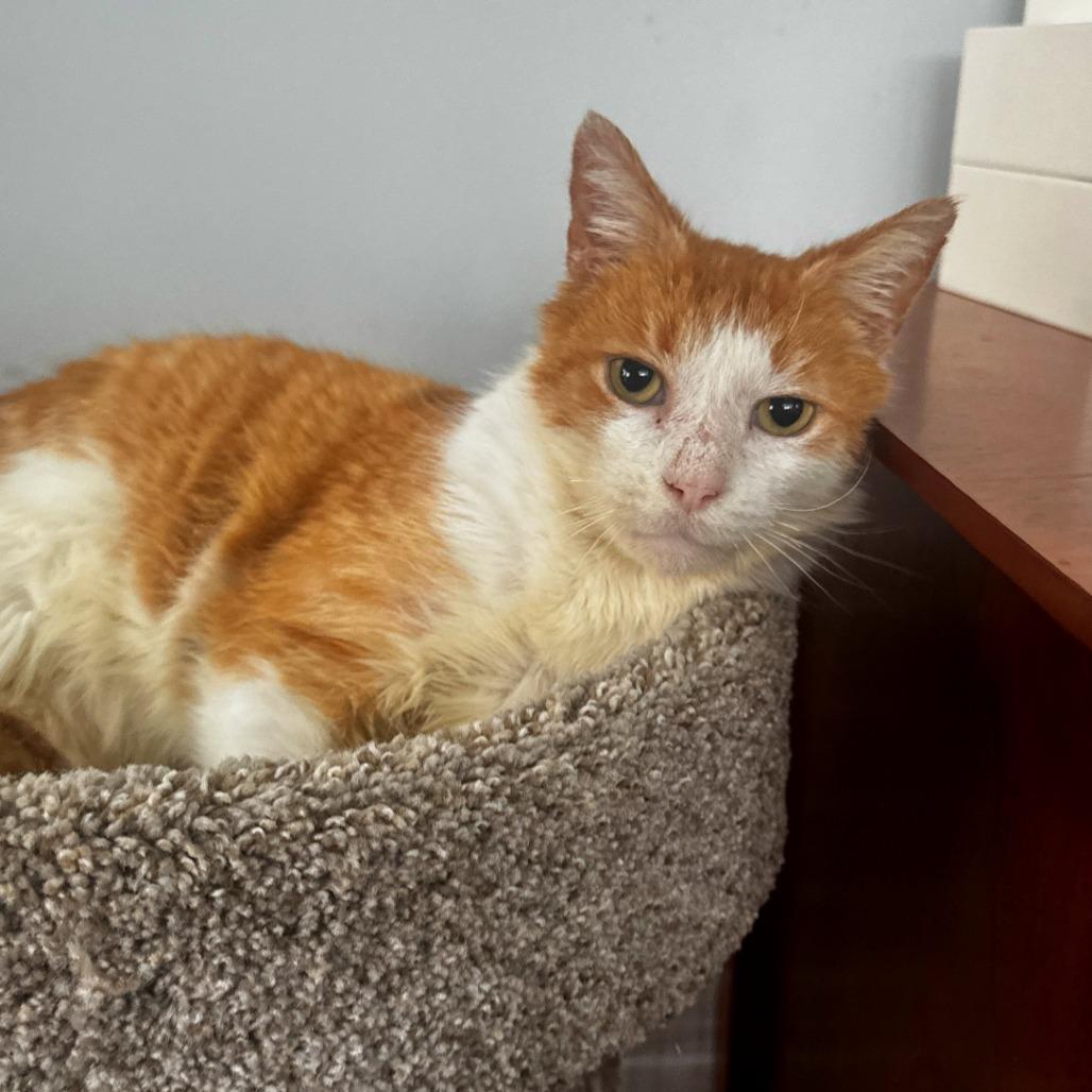 Bunny — thumbnail 5