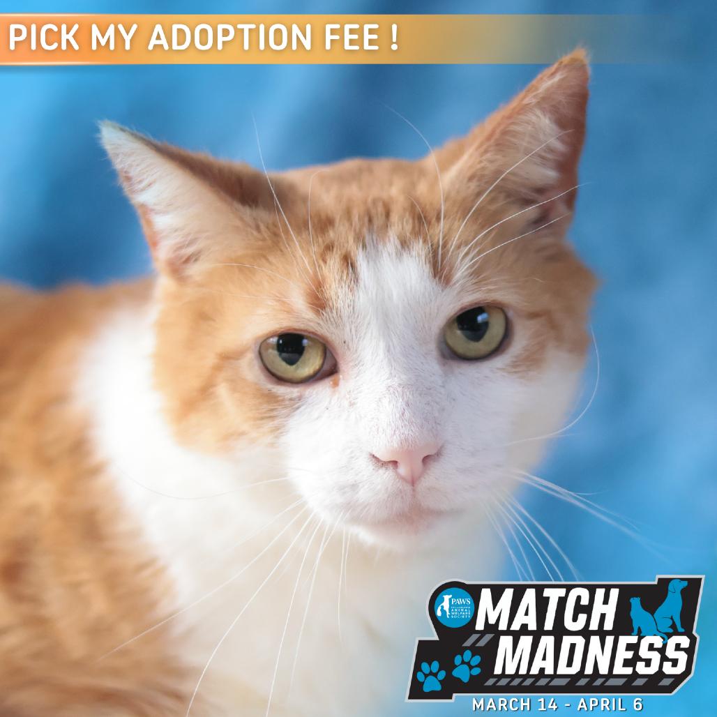 Enlarge Bunny, a Adoptable mixed breed in Philadelphia, PA image 6/6