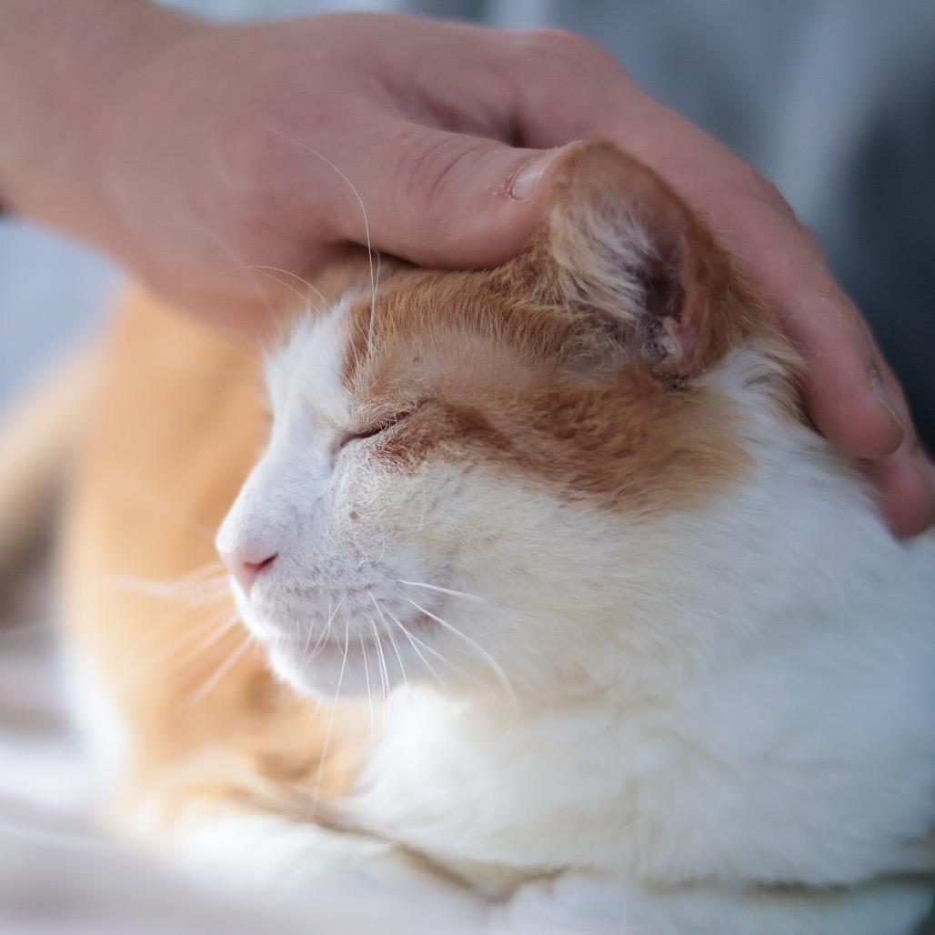 Enlarge Bunny, a Adoptable mixed breed in Philadelphia, PA image 6/6