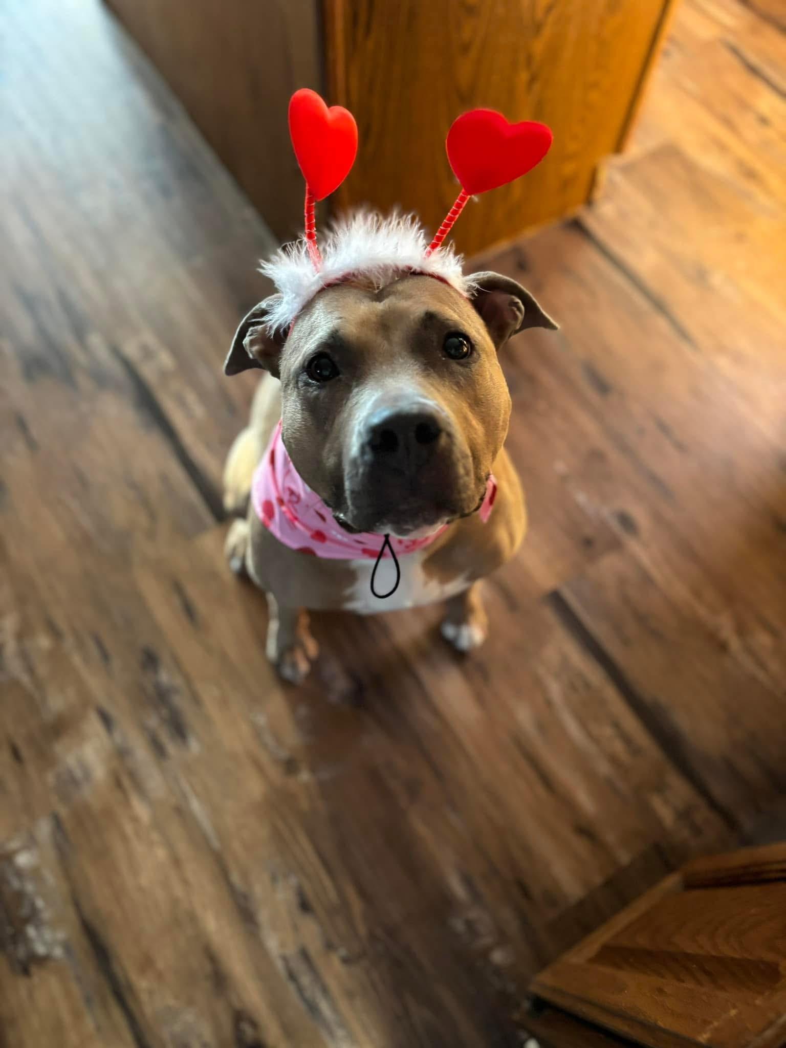 Dinah, Adoptable, Adult Female Pit Bull Terrier.