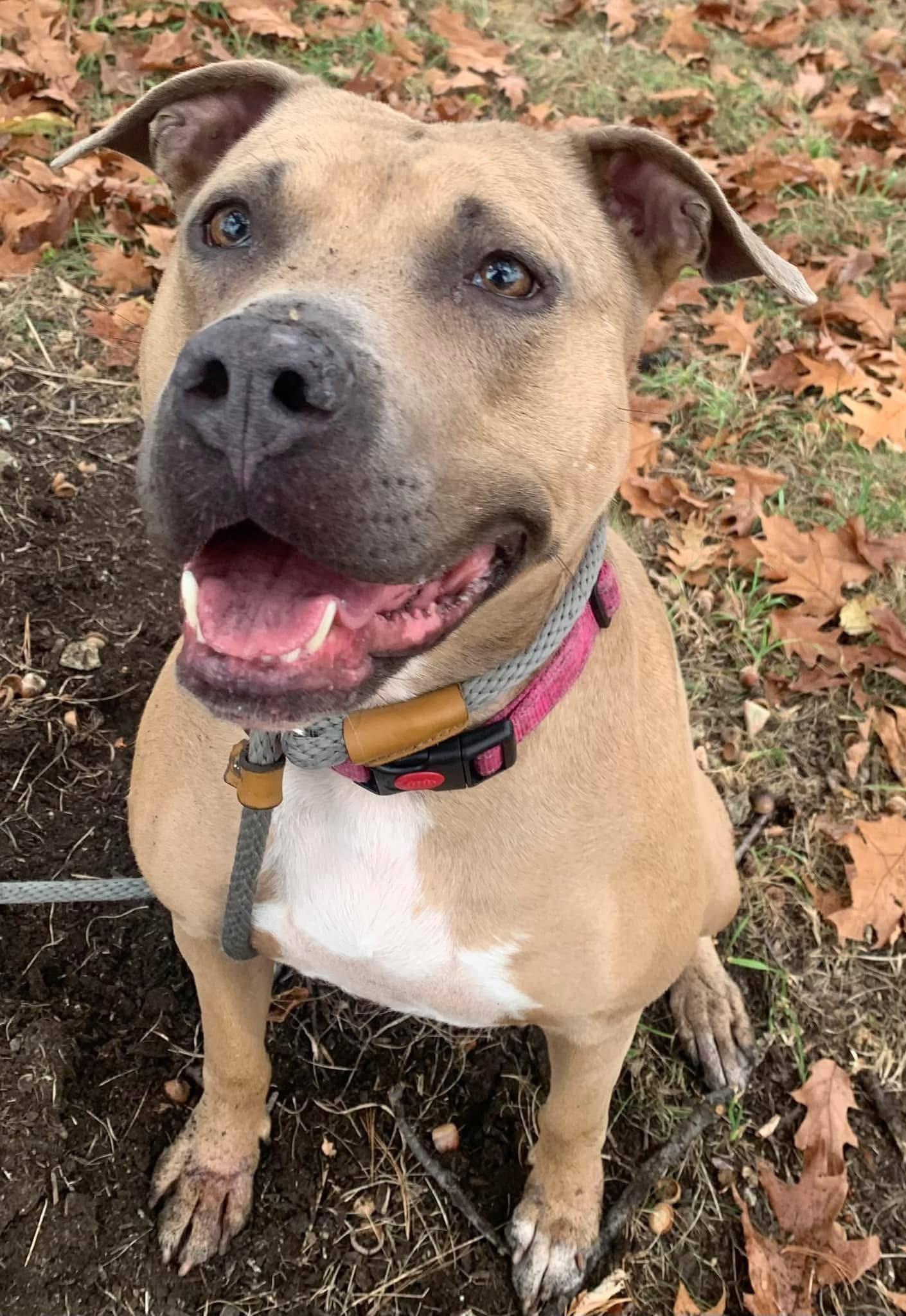 Enlarge Dinah, a Adoptable mixed breed in Monroeville, PA image 1/1