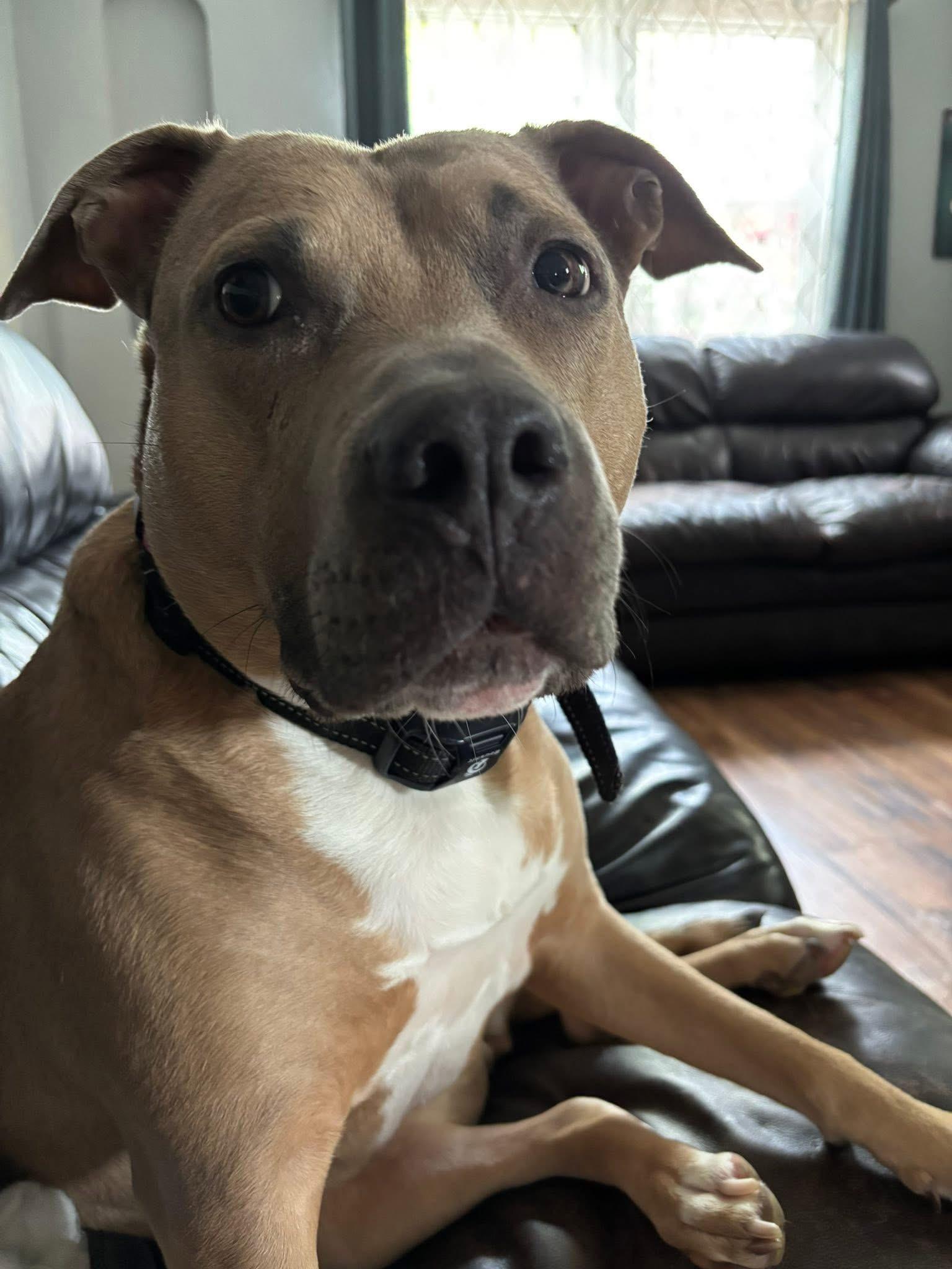 Enlarge Dinah, a Adoptable mixed breed in Monroeville, PA image 1/1