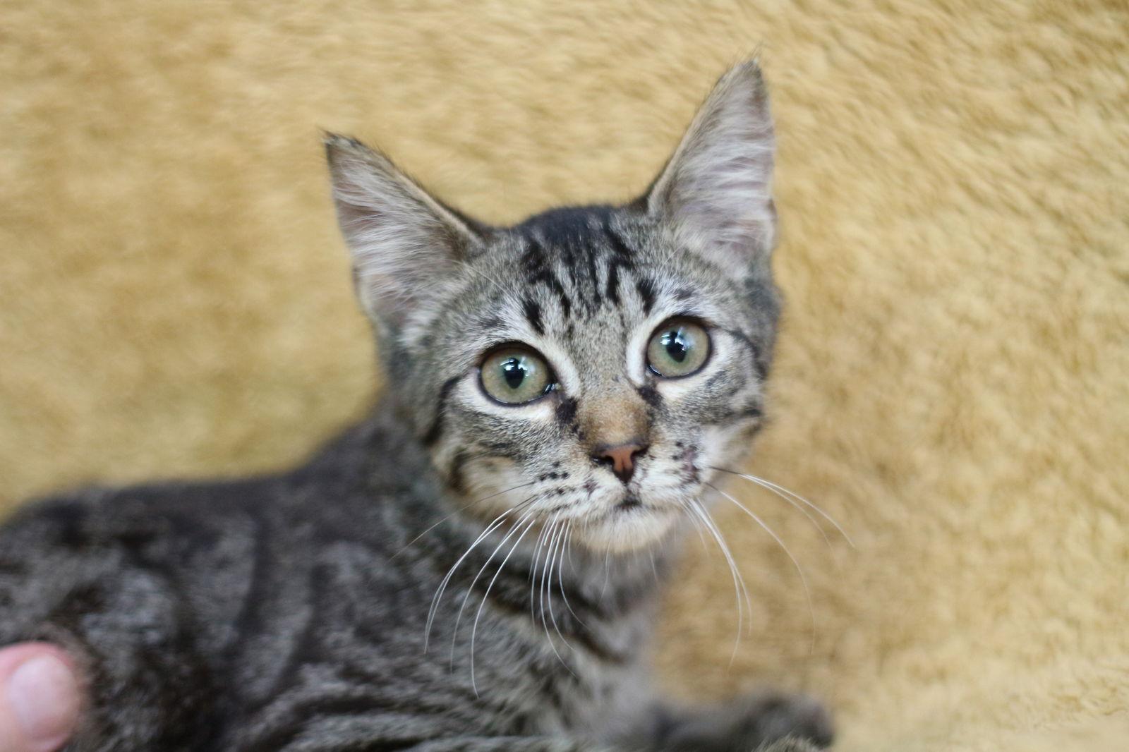 Skyline, Adopted, Young Male Domestic Medium Hair.