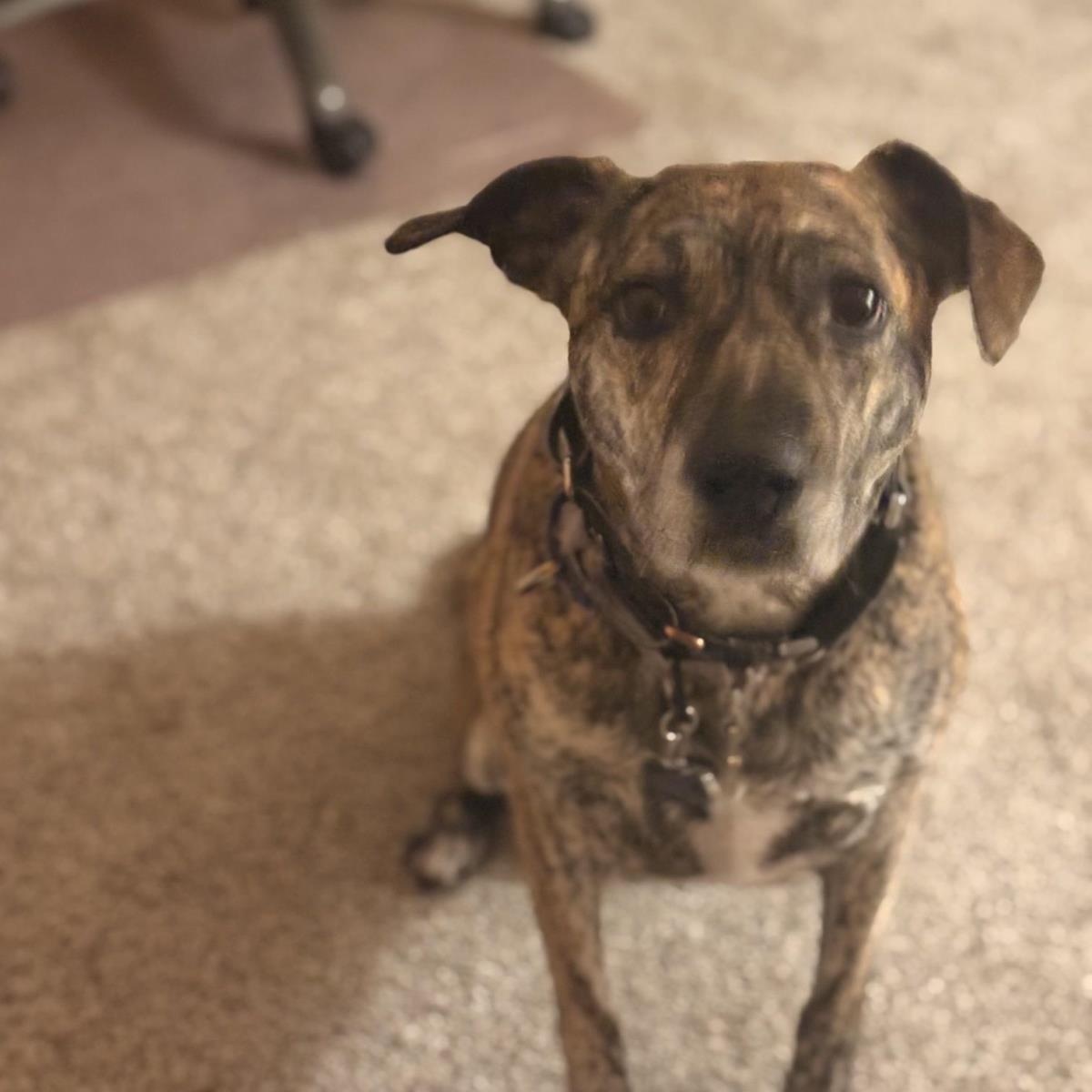 Keara, a ADOPTABLE mixed breed in Incline Village, NV image 1/2