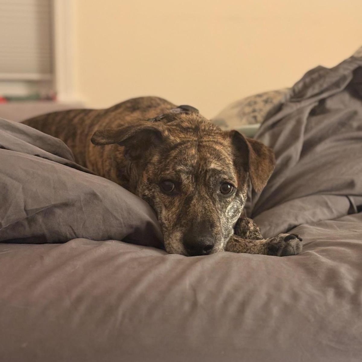 Keara, a ADOPTABLE mixed breed in Incline Village, NV image 2/2