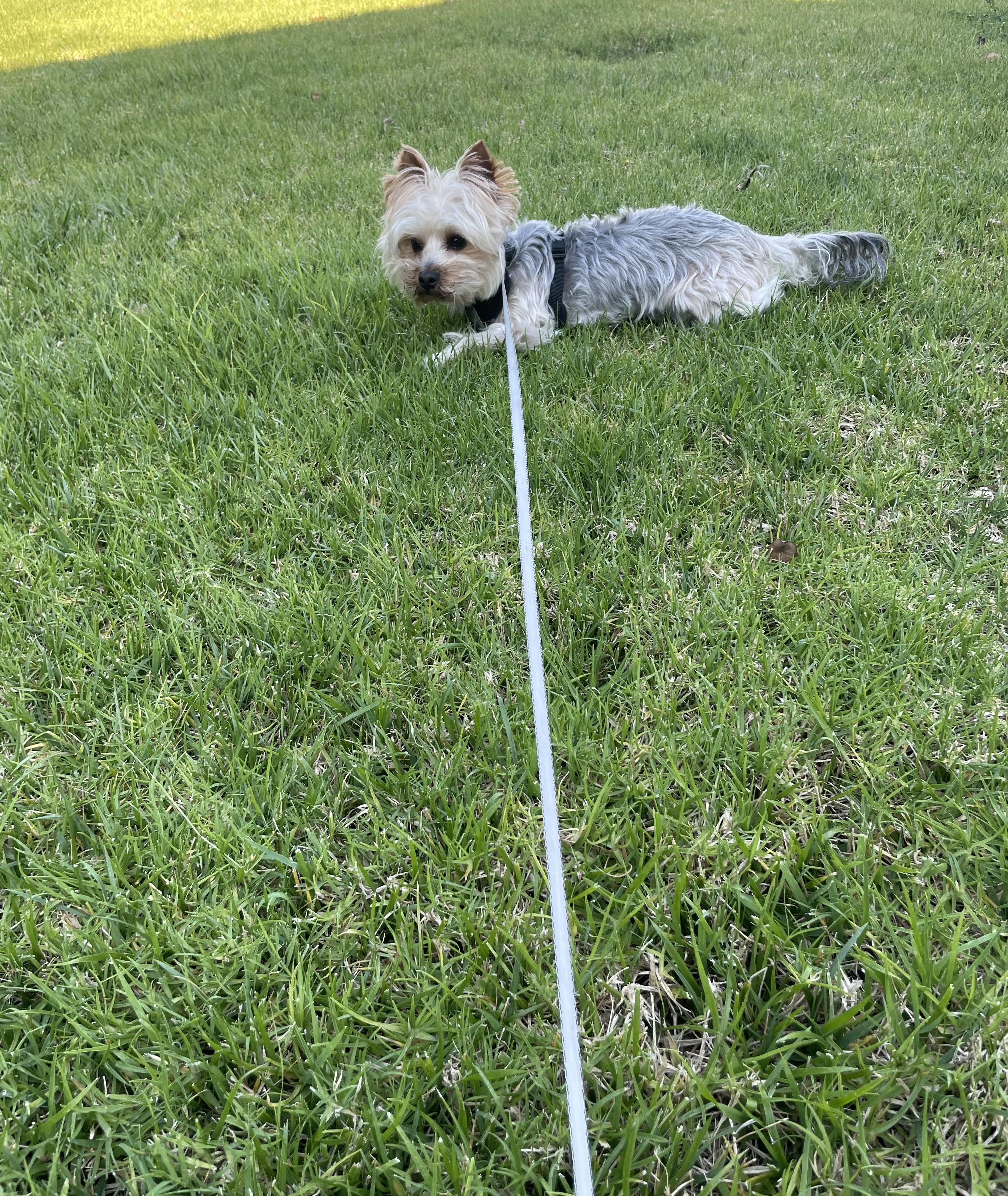 Enlarge Tzittzit, a Adoptable Yorkshire Terrier in San Diego, CA image 2/3