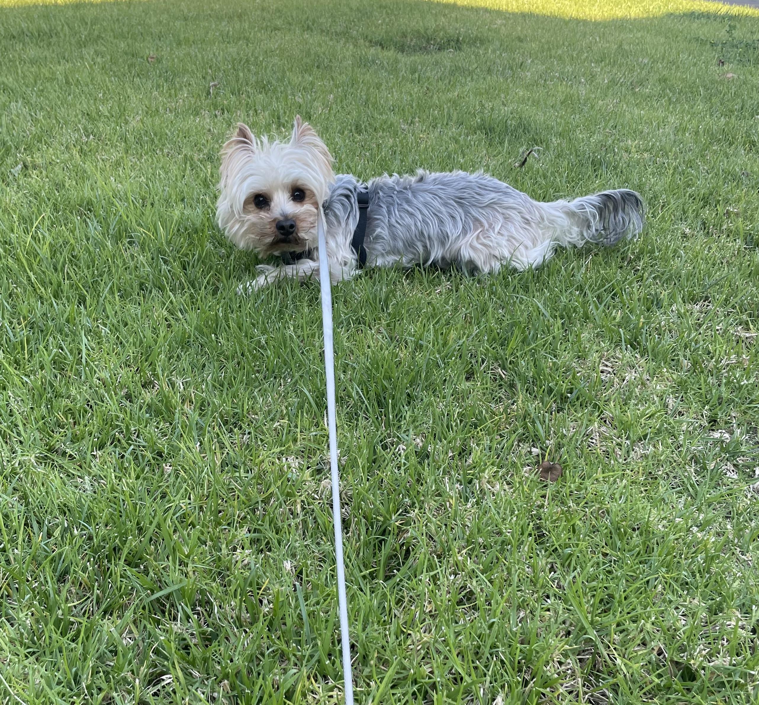 Enlarge Tzittzit, a Adoptable Yorkshire Terrier in San Diego, CA image 3/3