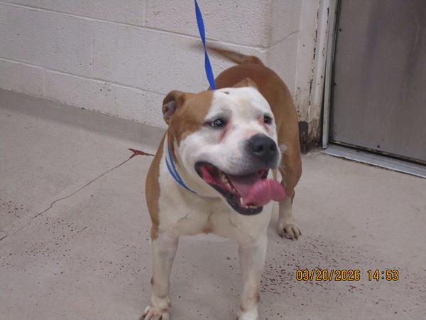 Enlarge Dollar(873), a Adoptable mixed breed in Marietta, GA image 1/1