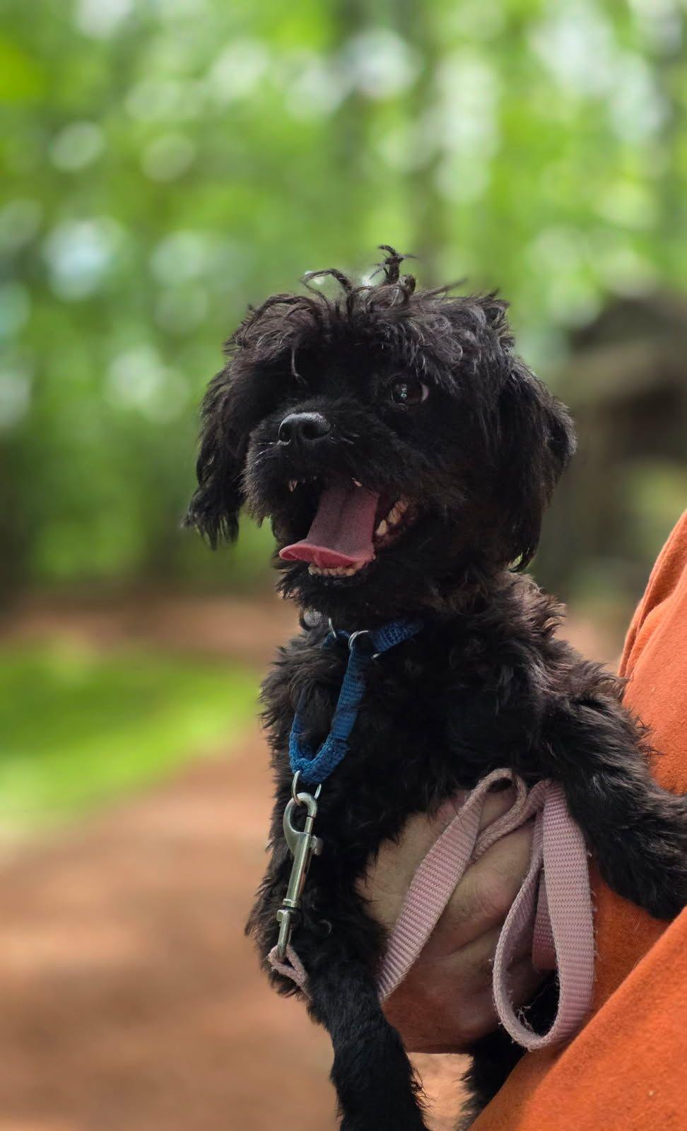Sweets (Hey! Hey!), an adoptable Maltipoo in Greenville, SC, 29605 | Photo Image 1