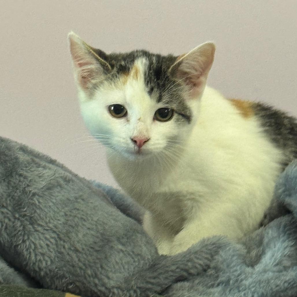 Enlarge Mary Jane, a Adoptable Domestic Short Hair in West Plains, MO image 1/6