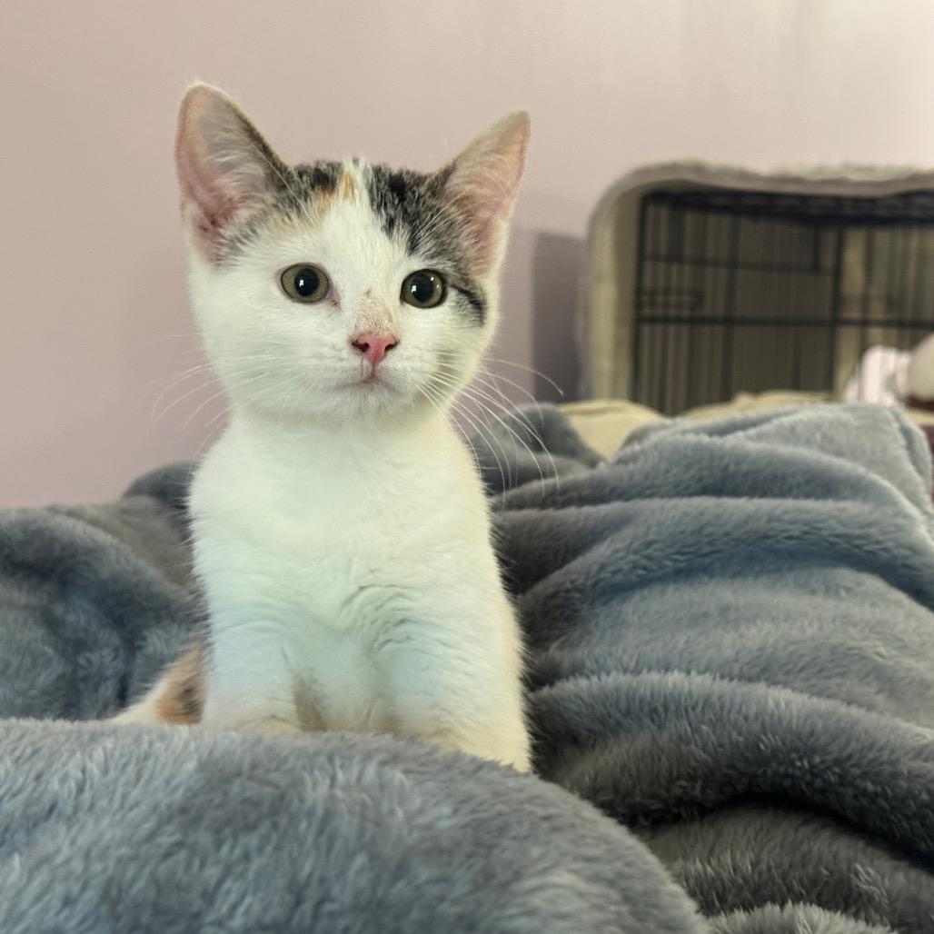 Enlarge Mary Jane, a Adoptable Domestic Short Hair in West Plains, MO image 2/6