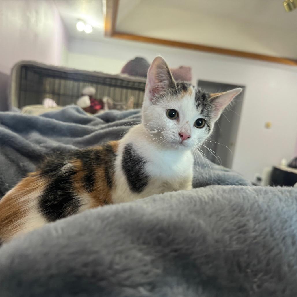 Enlarge Mary Jane, a Adoptable Domestic Short Hair in West Plains, MO image 4/6