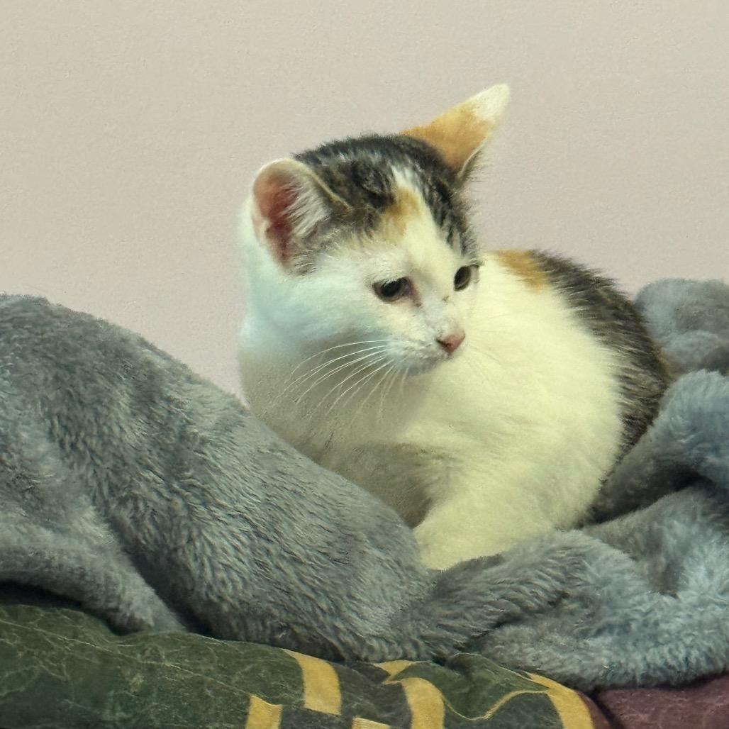 Enlarge Mary Jane, a Adoptable Domestic Short Hair in West Plains, MO image 6/6