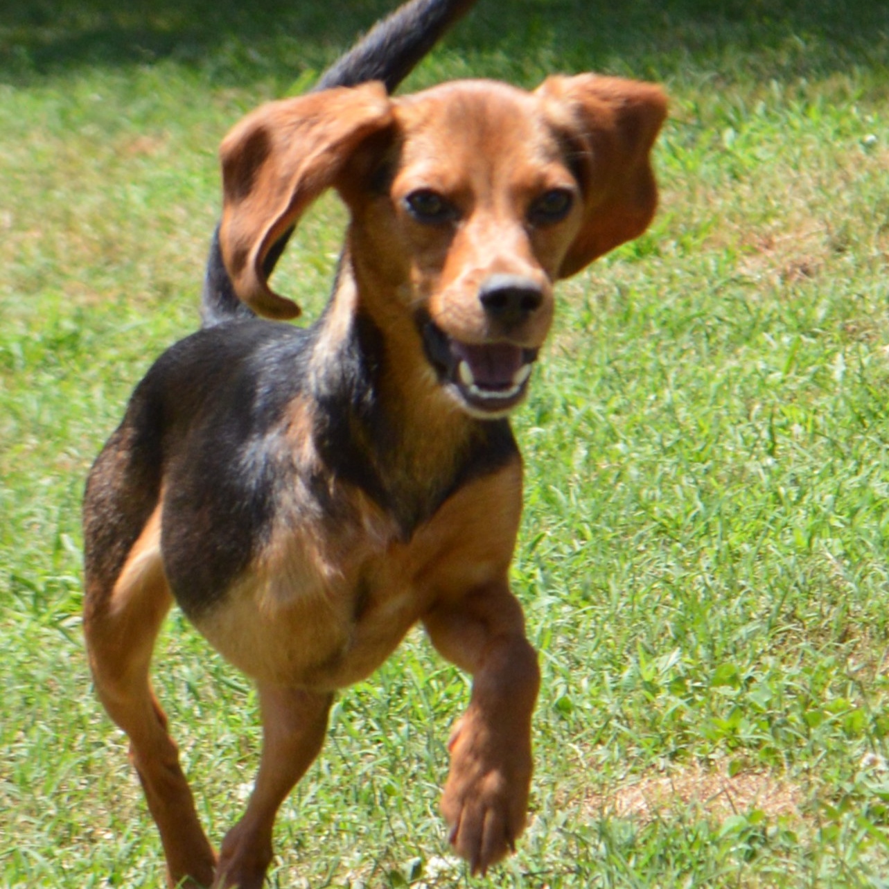 Enlarge RUBY, a Adoptable Beagle in Athens, AL image 1/6