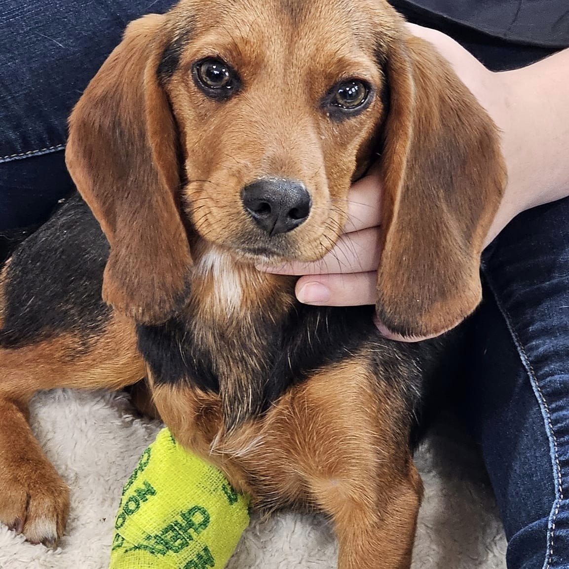 Enlarge RUBY, a Adoptable Beagle in Athens, AL image 6/6