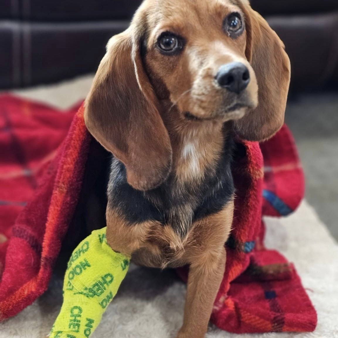 Enlarge RUBY, a Adoptable Beagle in Athens, AL image 3/6