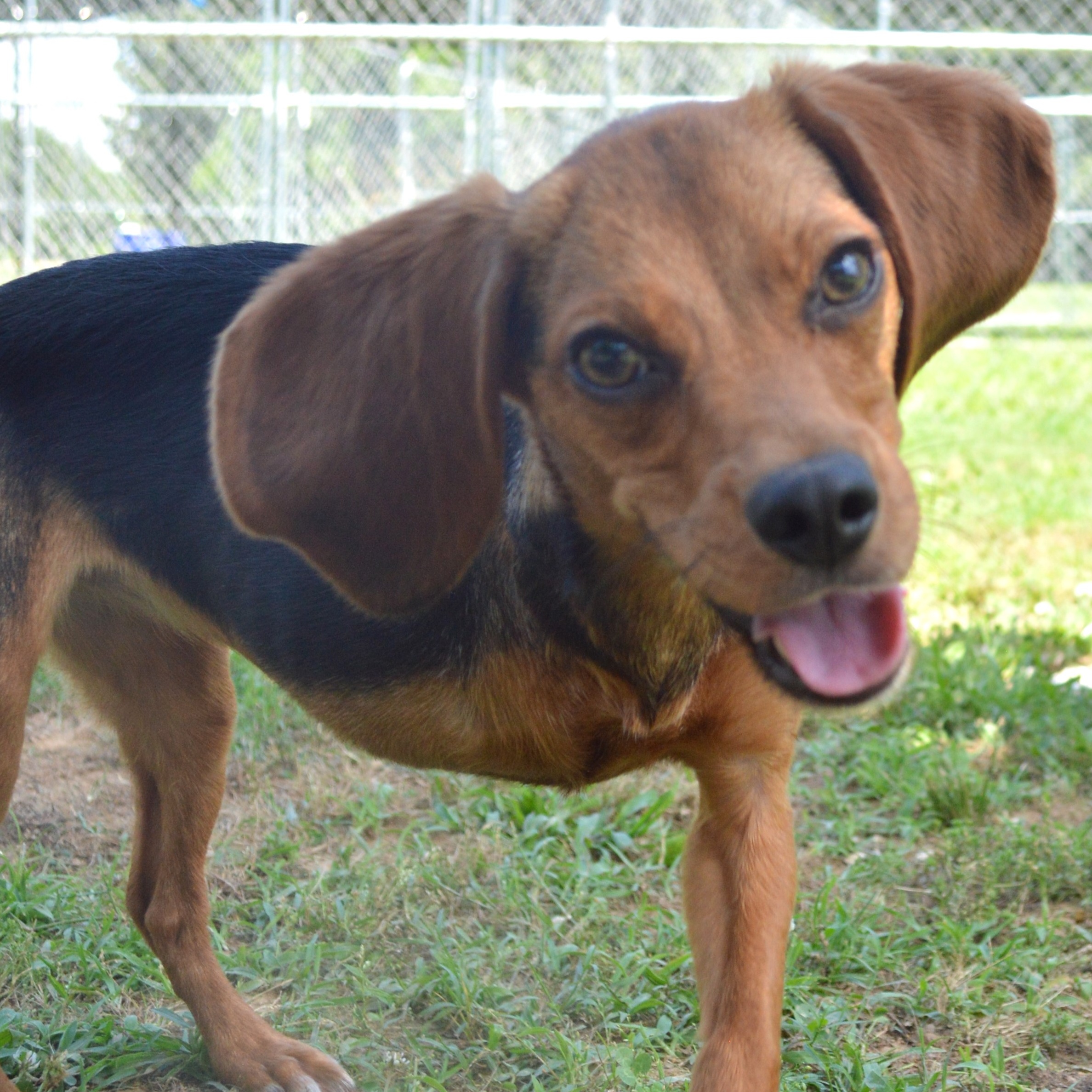 Enlarge RUBY, a Adoptable Beagle in Athens, AL image 5/6