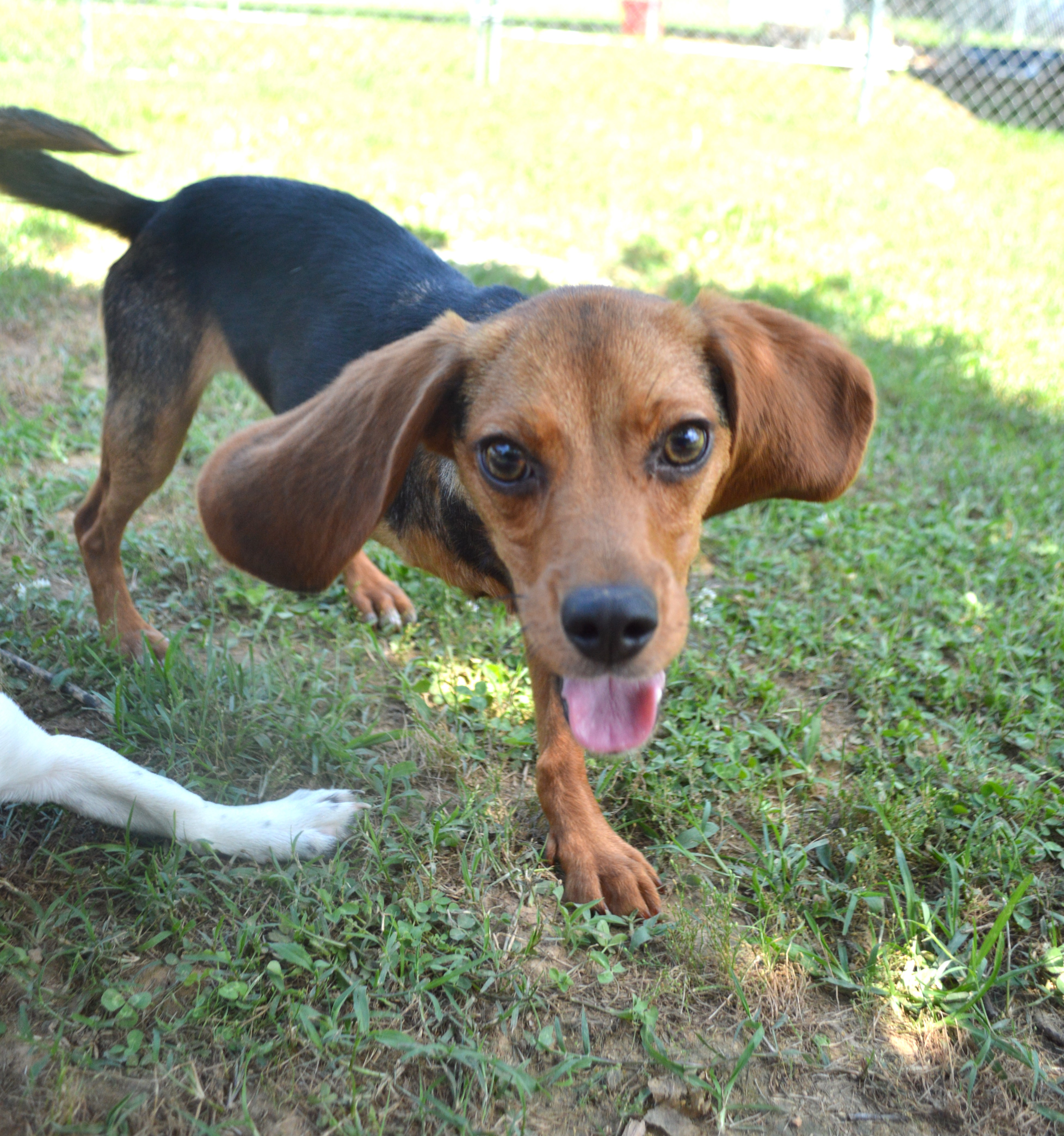 Enlarge RUBY, a Adoptable Beagle in Athens, AL image 4/6
