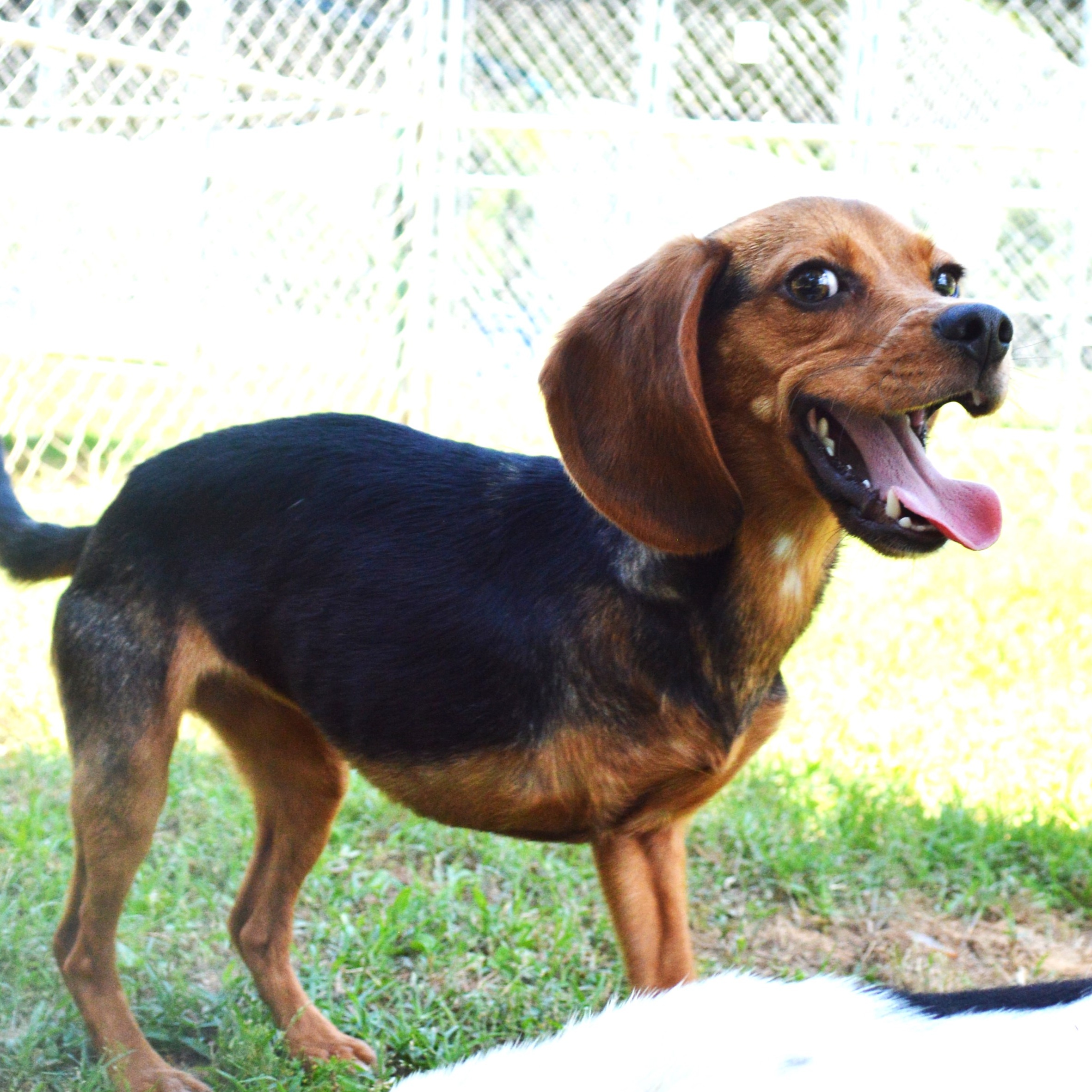 Enlarge RUBY, a Adoptable Beagle in Athens, AL image 2/6
