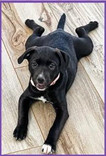 Enlarge Ivy, a Adoptable mixed breed in Mesa, AZ image 1/2