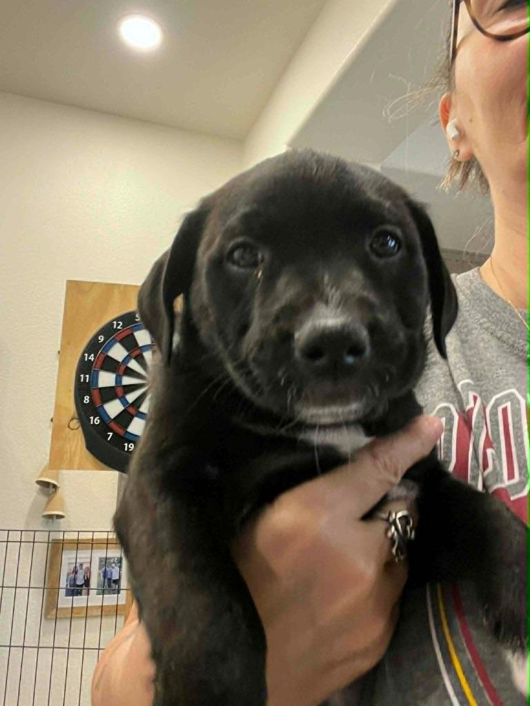 Enlarge Ivy, a Adoptable mixed breed in Mesa, AZ image 2/2