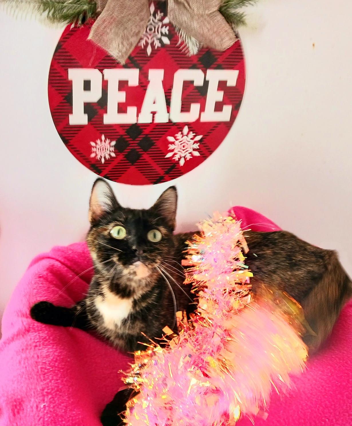 Holly Snowberry, a Adoptable Tortoiseshell in Mesa, AZ image 1/4