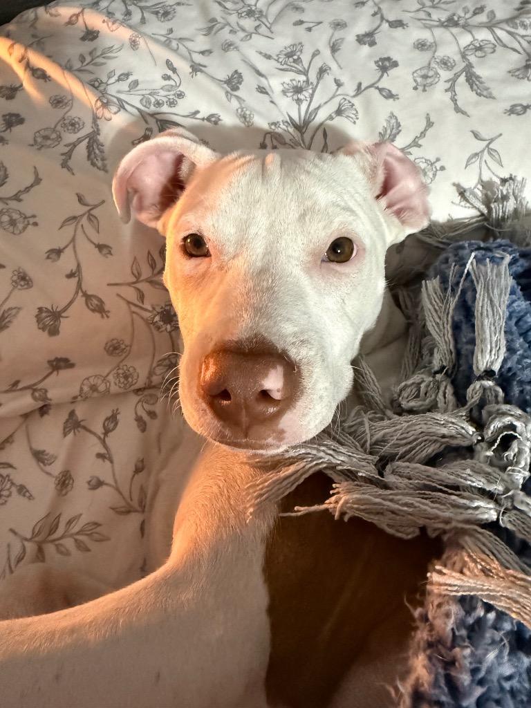 Brody Maine thumbnail 3