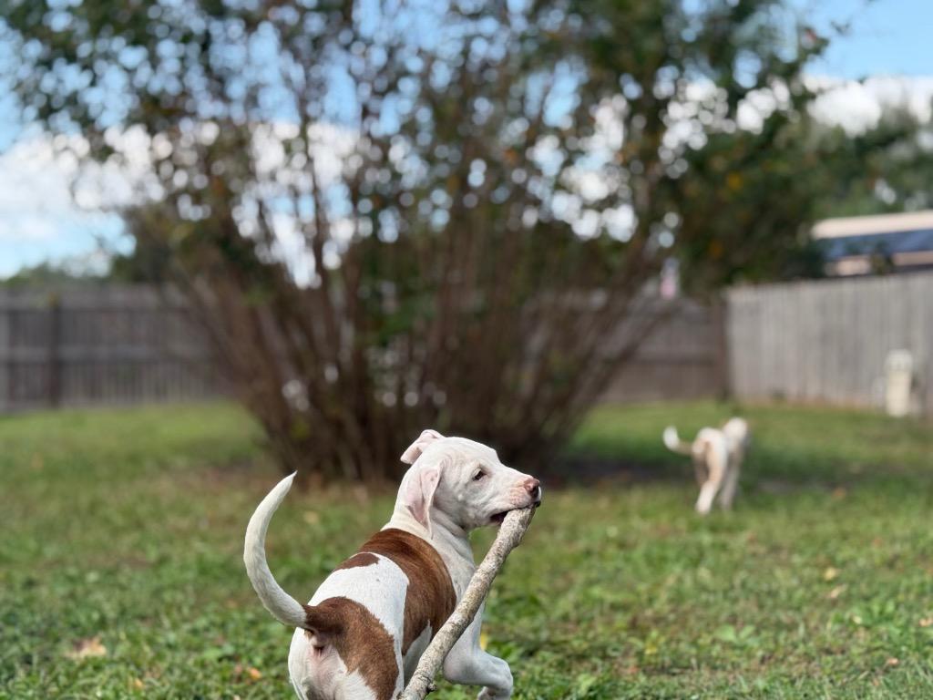 Brody Maine thumbnail 4